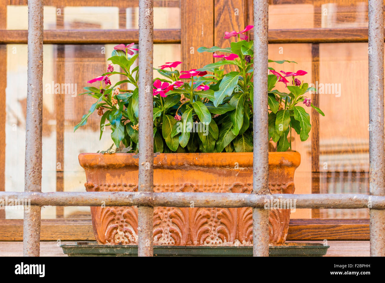 window with vintage black railings and pots of Impatiens Sultanii Stock Photo