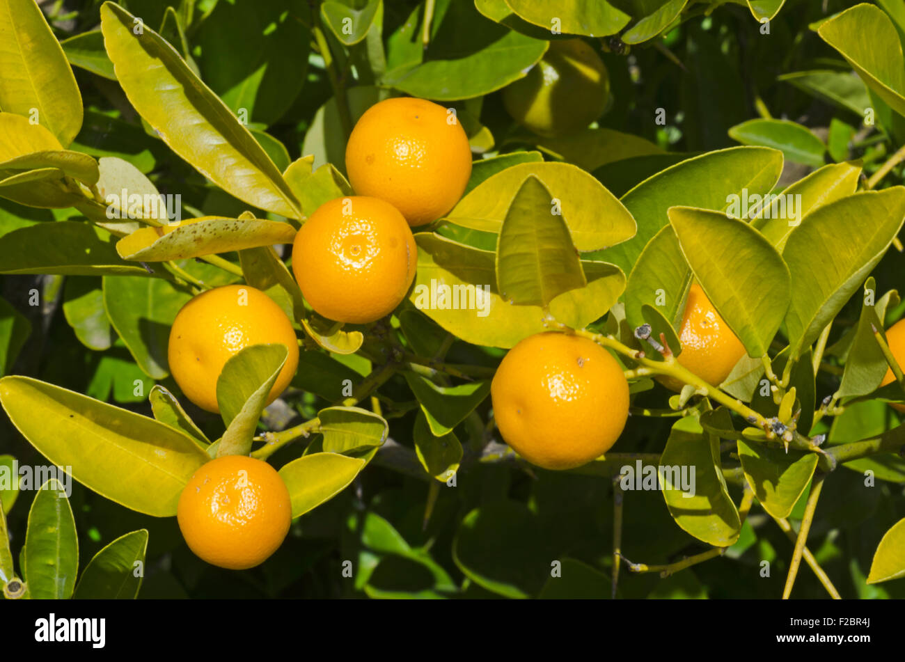 Ripe kumquats on a shrub Stock Photo Alamy