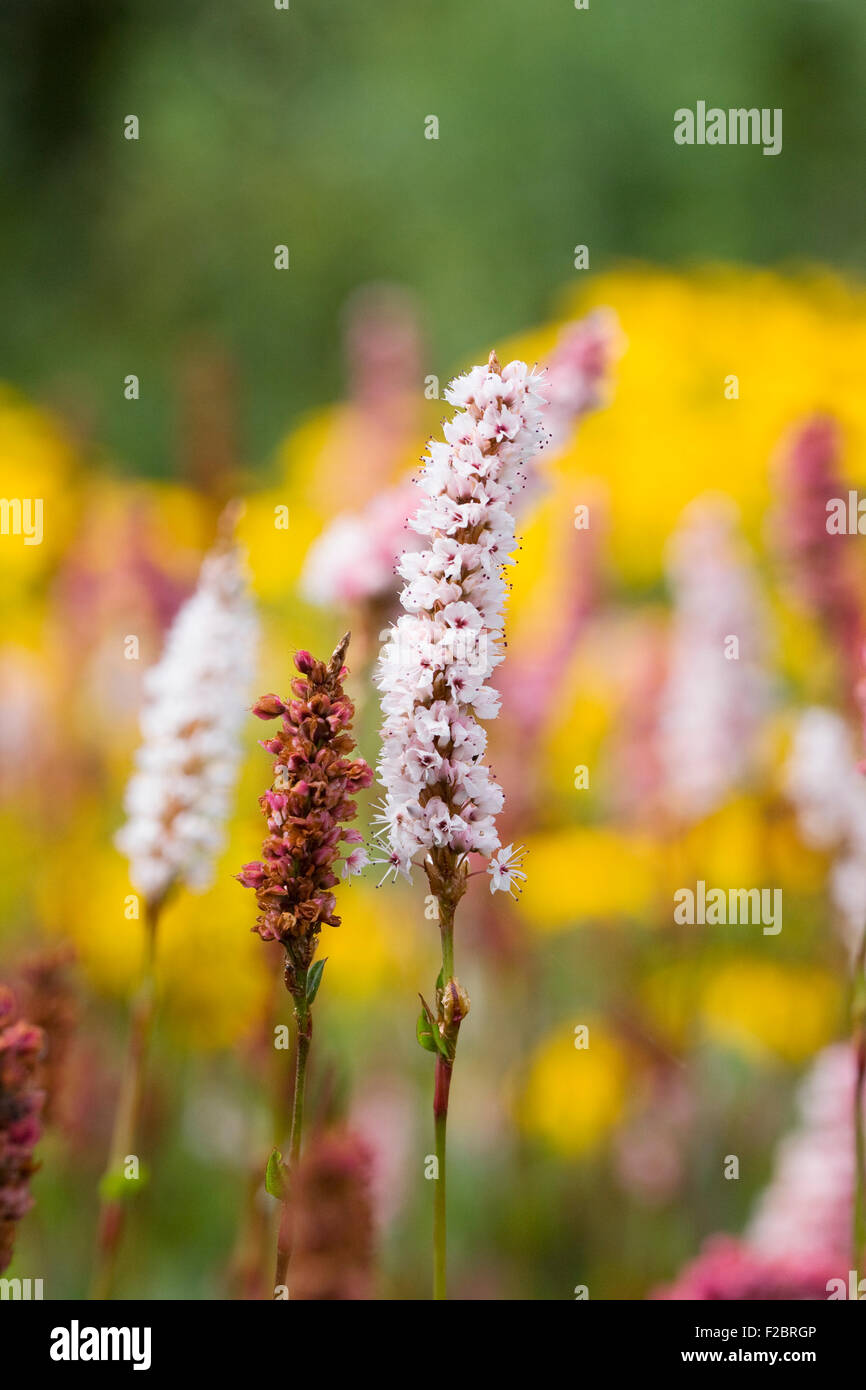 Persicaria 'Donald Lowndes' flowers in Autumn. Stock Photo