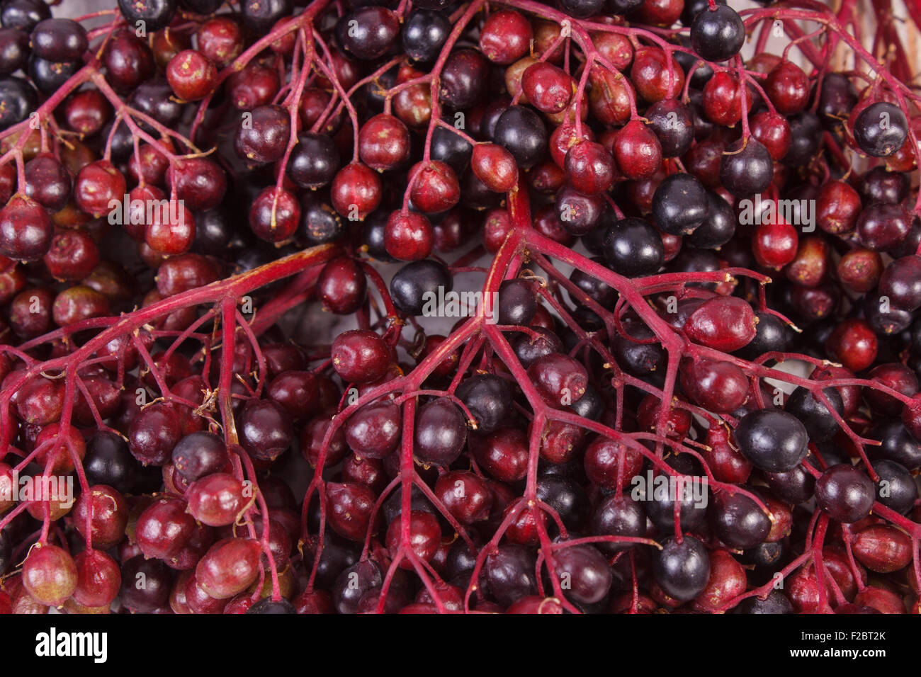 Dynamic Where Can I Buy Fresh Elderberries Picture Nature Dynamic Where Can I Buy Fresh Elderberries Picture Nature