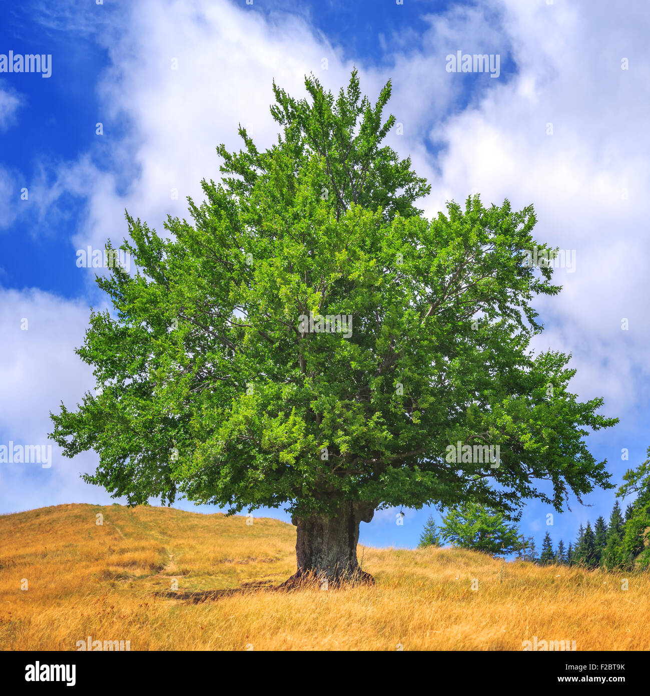 green tree and blue sky Stock Photo