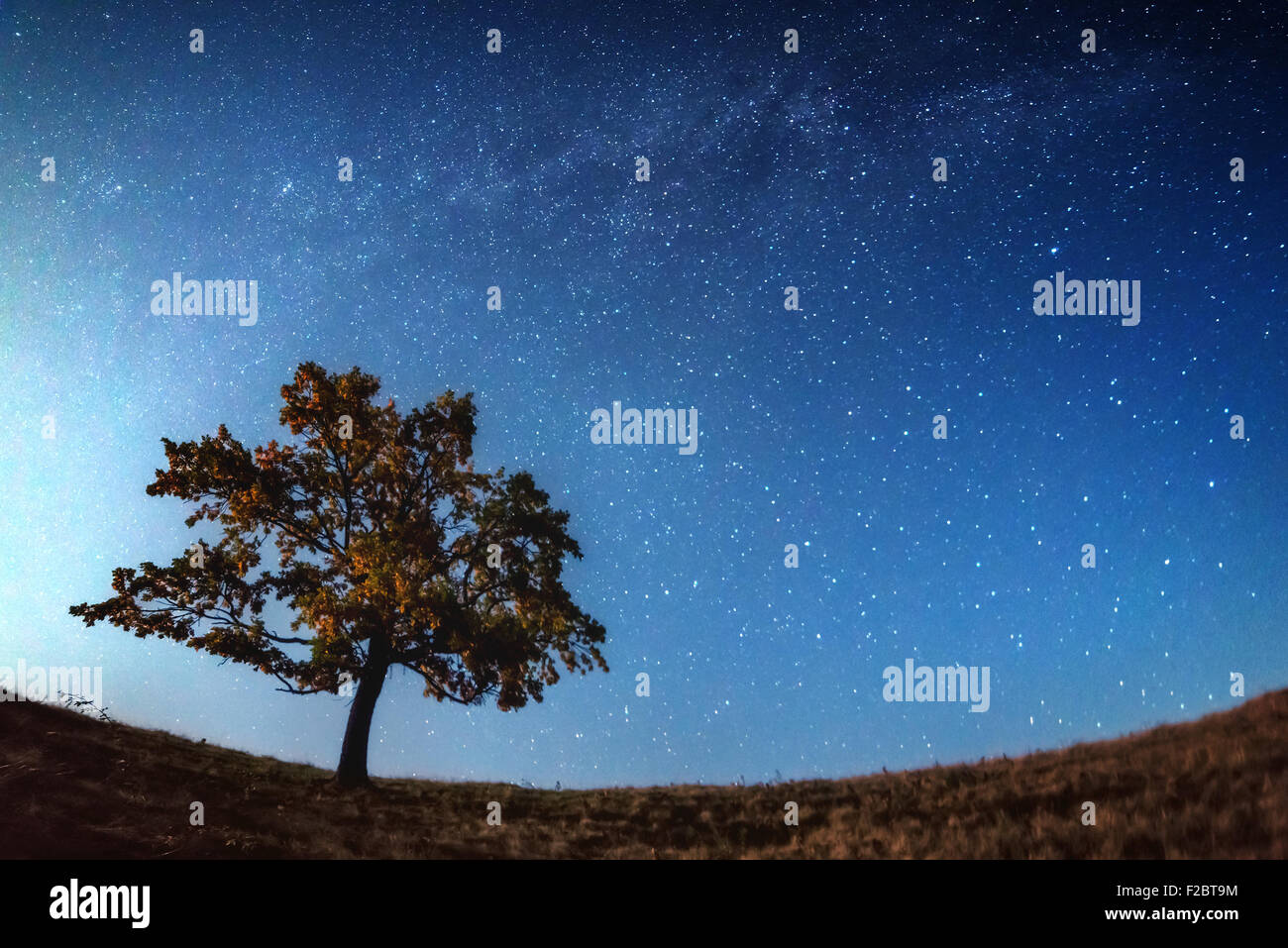 The Milky Way over the alone tree silhouette. Carpathian, Ukraine, Europe. Stock Photo
