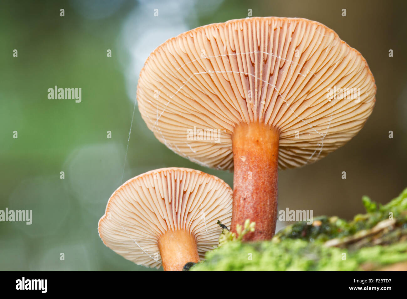 Two mushrooms, probably Milk cap species  (Lactarius), on rotting wood Stock Photo