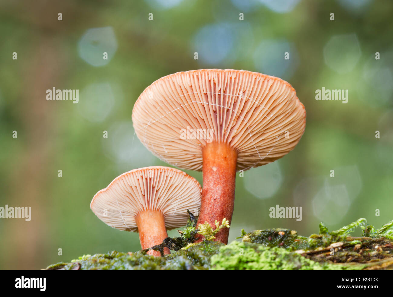 Two mushrooms, probably Milk cap species  (Lactarius), on rotting wood Stock Photo