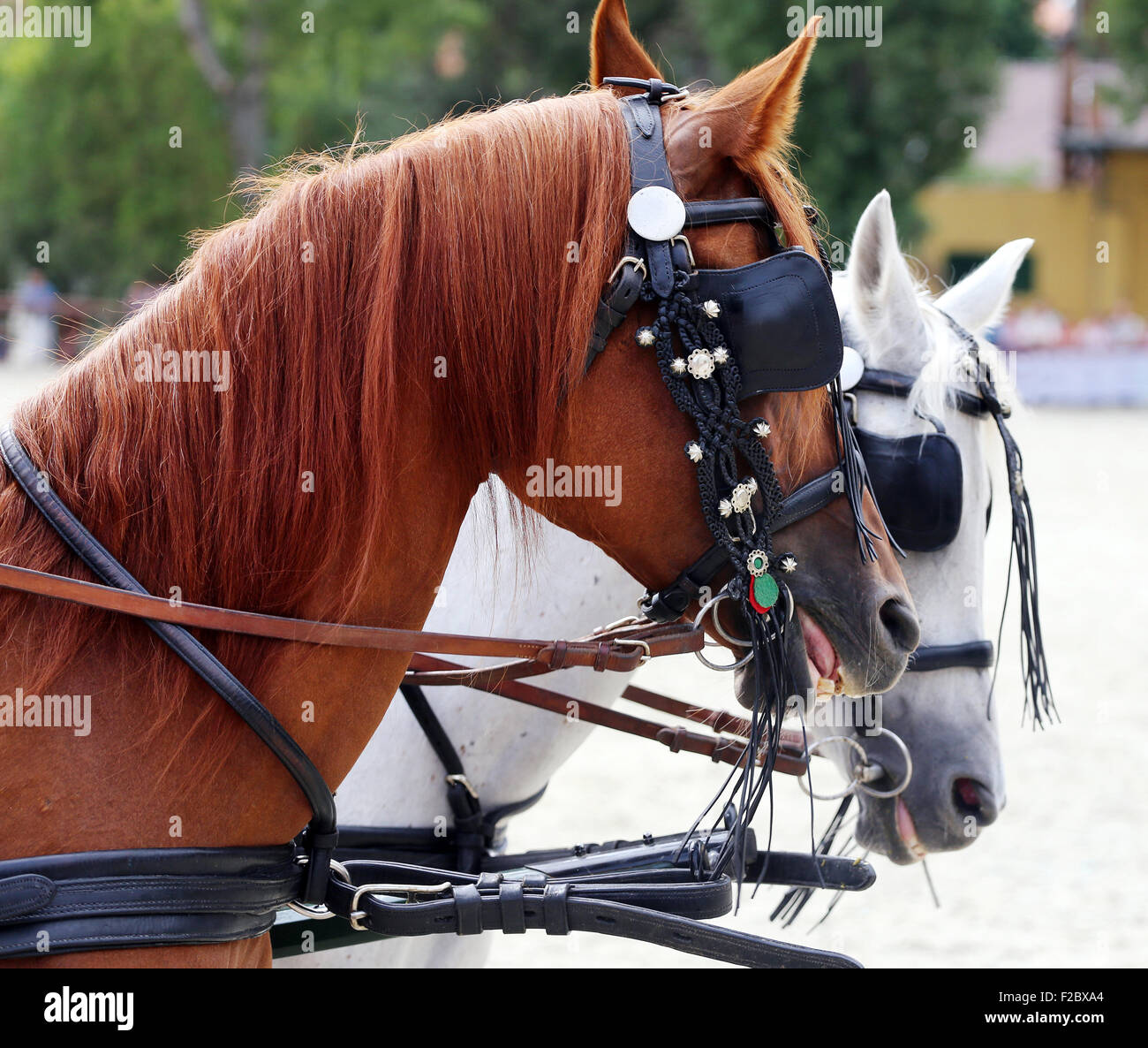 Horse team with harnesses hi-res stock photography and images - Alamy