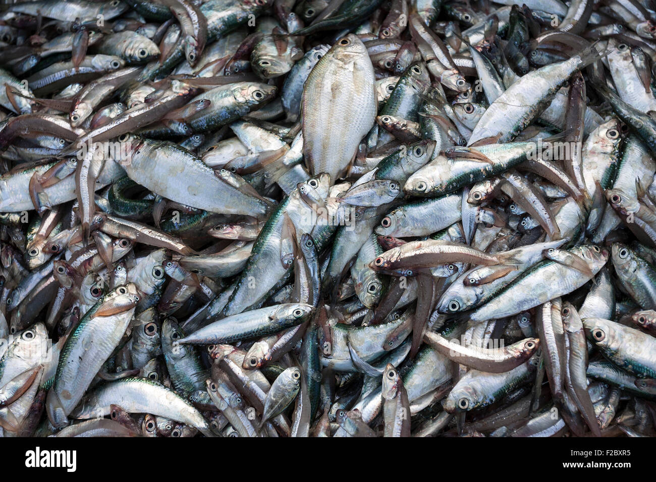 Freshly caught fish, fishing village of Ngapali, Thandwe, Rakhine State, Myanmar Stock Photo