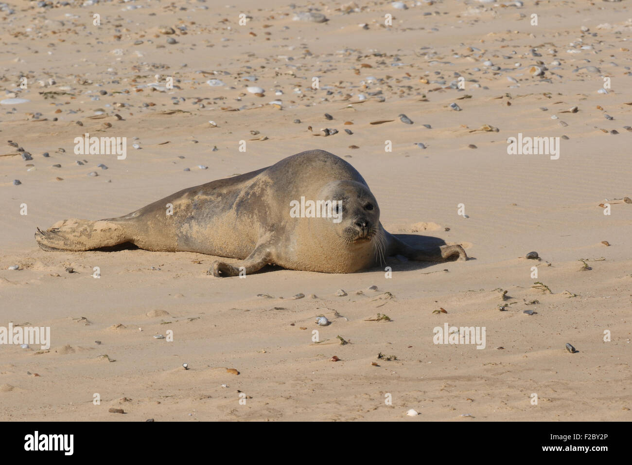 Common Seal on beach Stock Photo Alamy