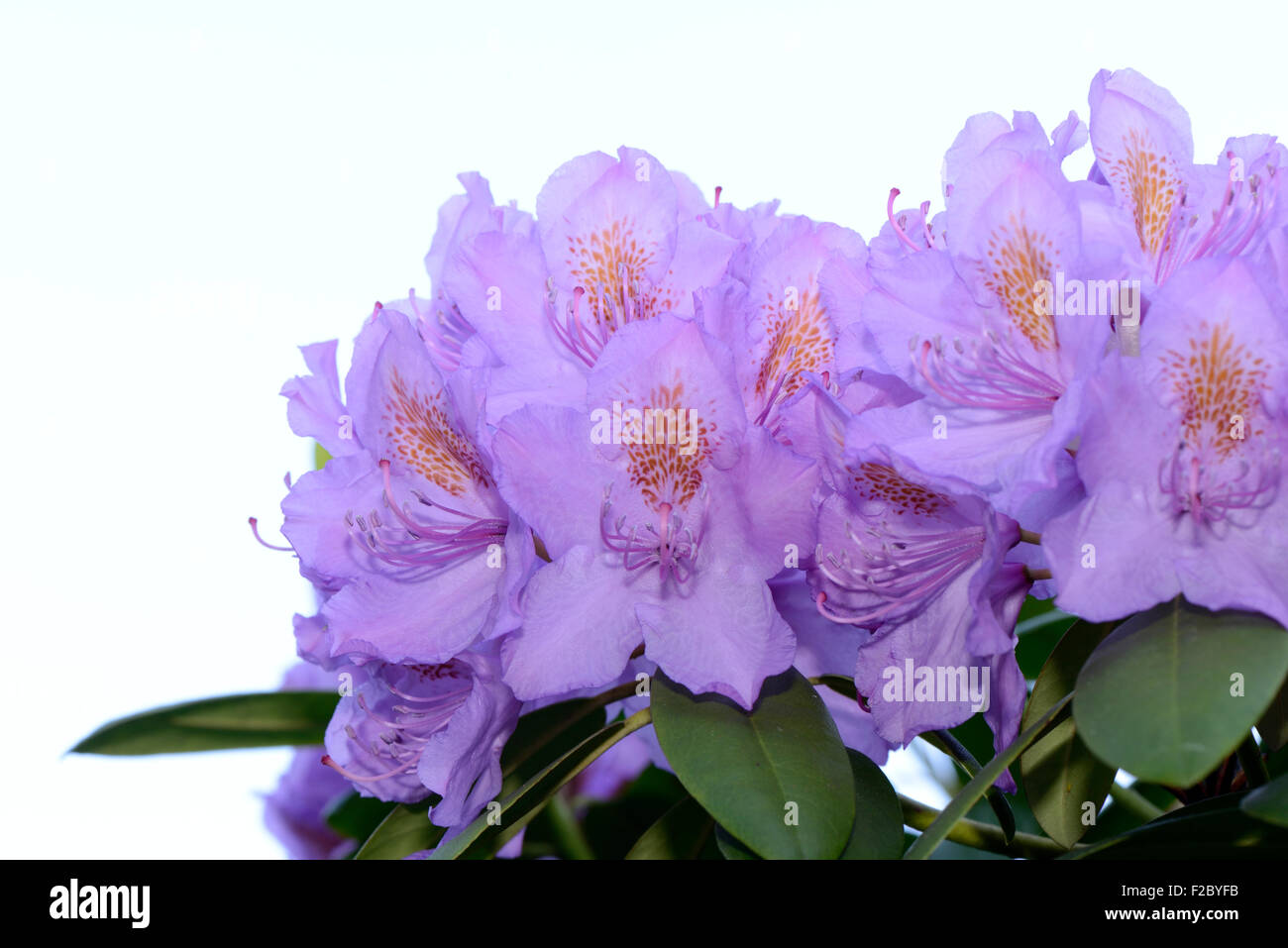 Rhododendron flowers, blooms in front of a white background Stock Photo