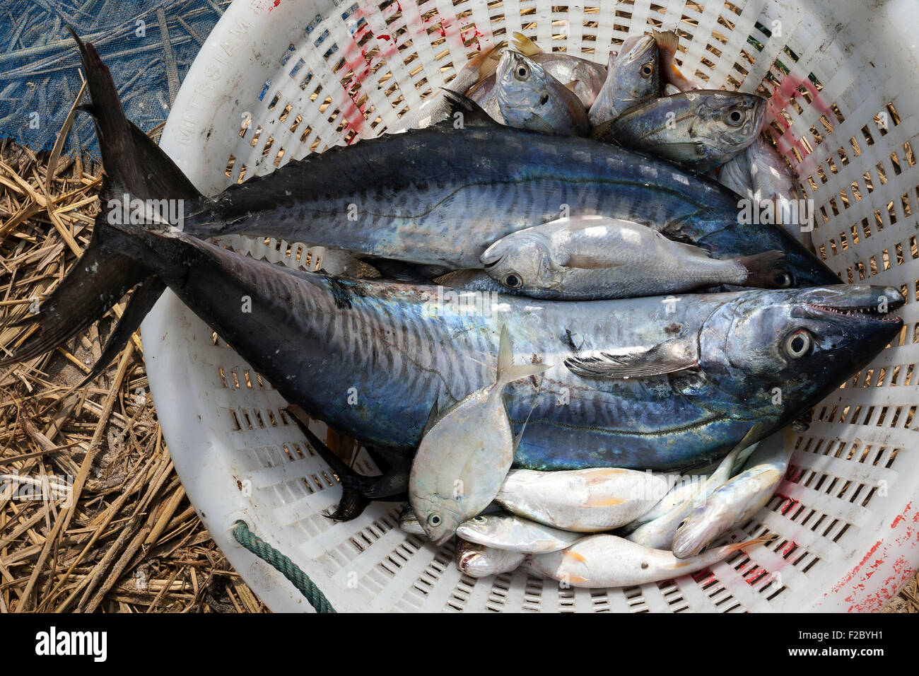 Freshly caught fish in a basket, mackerel and small fish, fishing village of Ngapali, Thandwe, Rakhine State, Myanmar Stock Photo