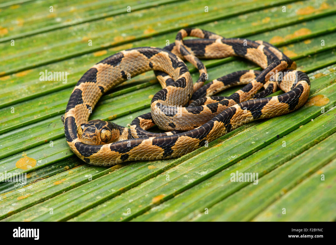 Blunthead tree snake (Imantodes cenchoa), young animal, colubrid family (Colubridae), Chocó rainforest, Ecuador Stock Photo