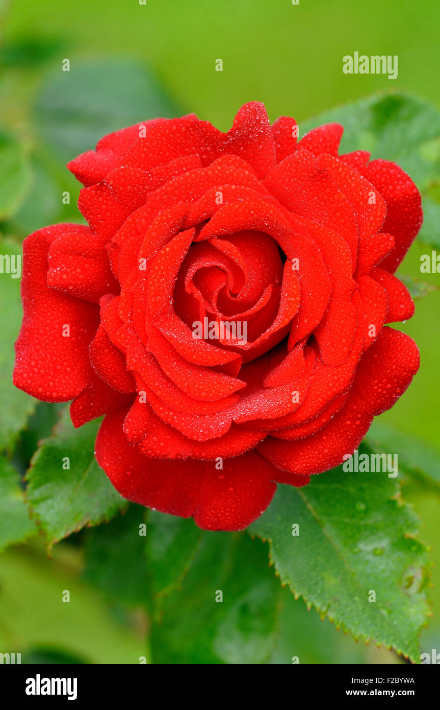 Red rose (Rosa) with raindrops, Rebell variety, North Rhine-Westphalia, Germany Stock Photo