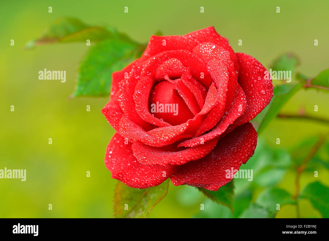 Red rose (Rosa) with raindrops, Rebell variety, North Rhine-Westphalia, Germany Stock Photo