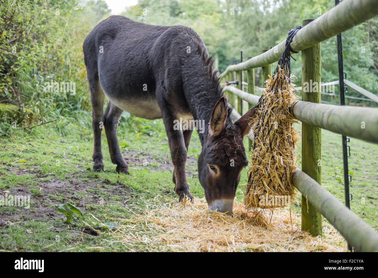 Chocolate brown donkey eating barley straw Stock Photo Alamy