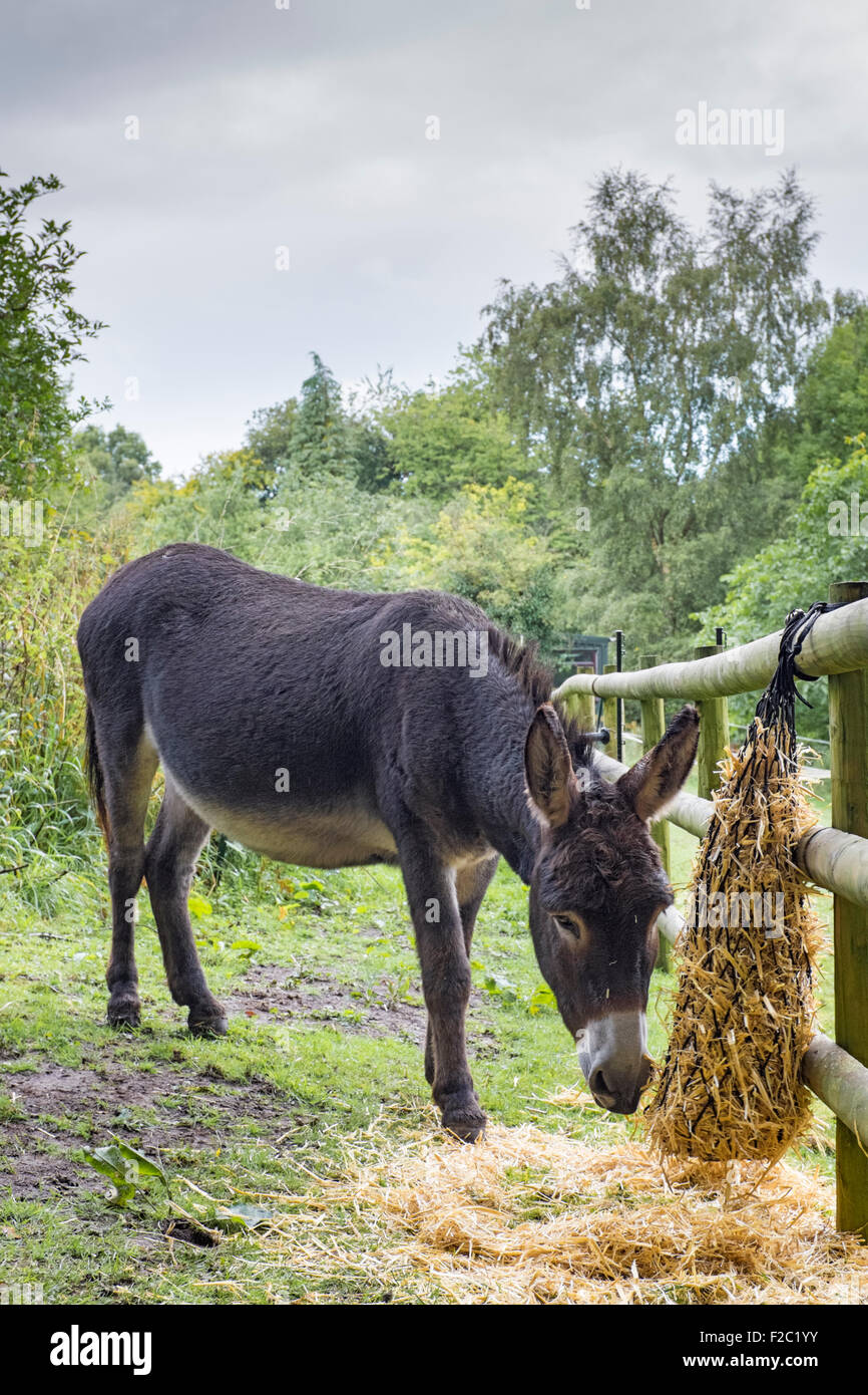 Barley straw hires stock photography and images Alamy