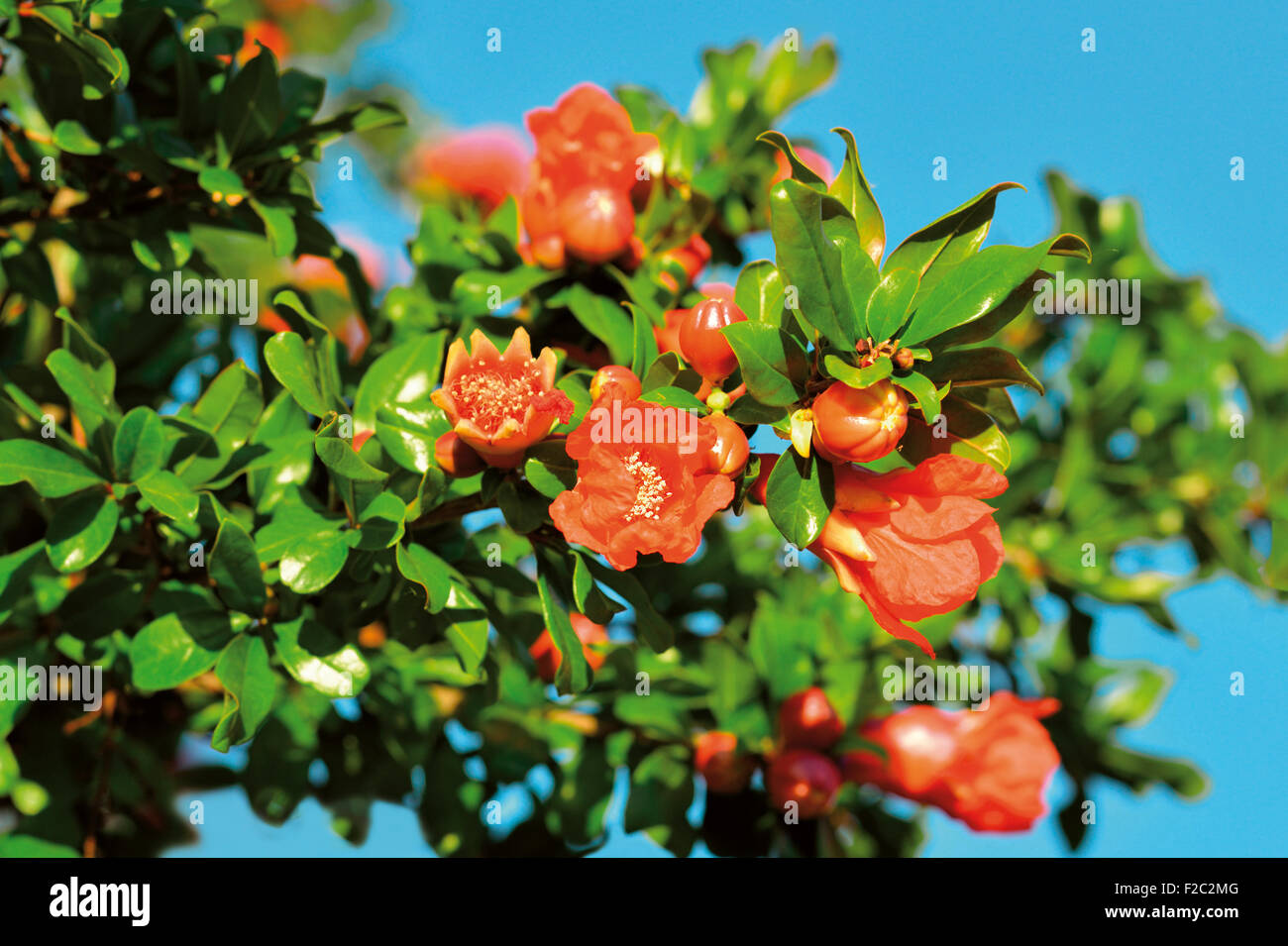 Portugal: Flowers of the Pomegranate tree (Punica granatum) Stock Photo