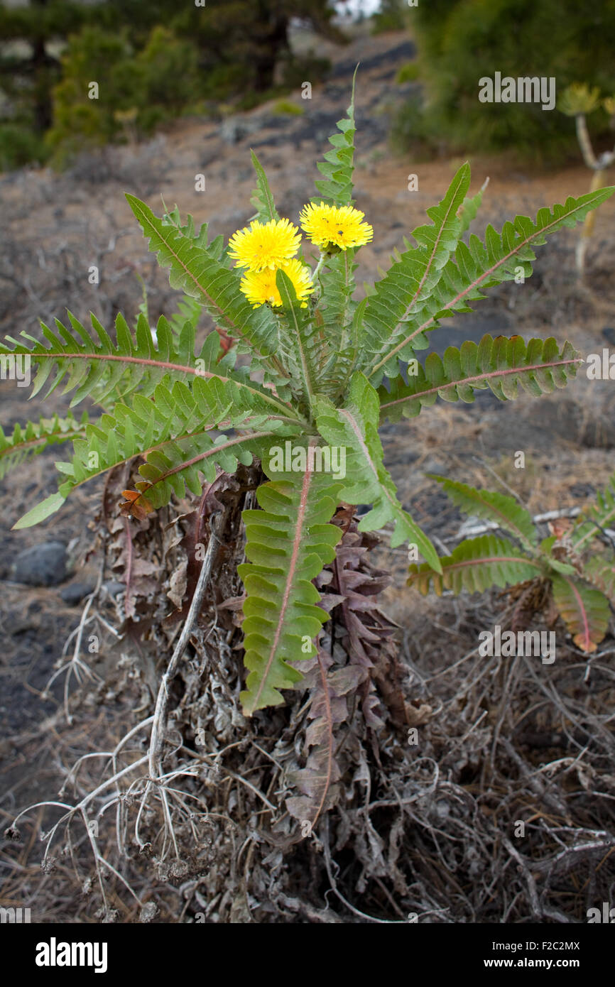 Sonchus canariensis, endemic plant from the Canary Islands. La Palma. Stock Photo