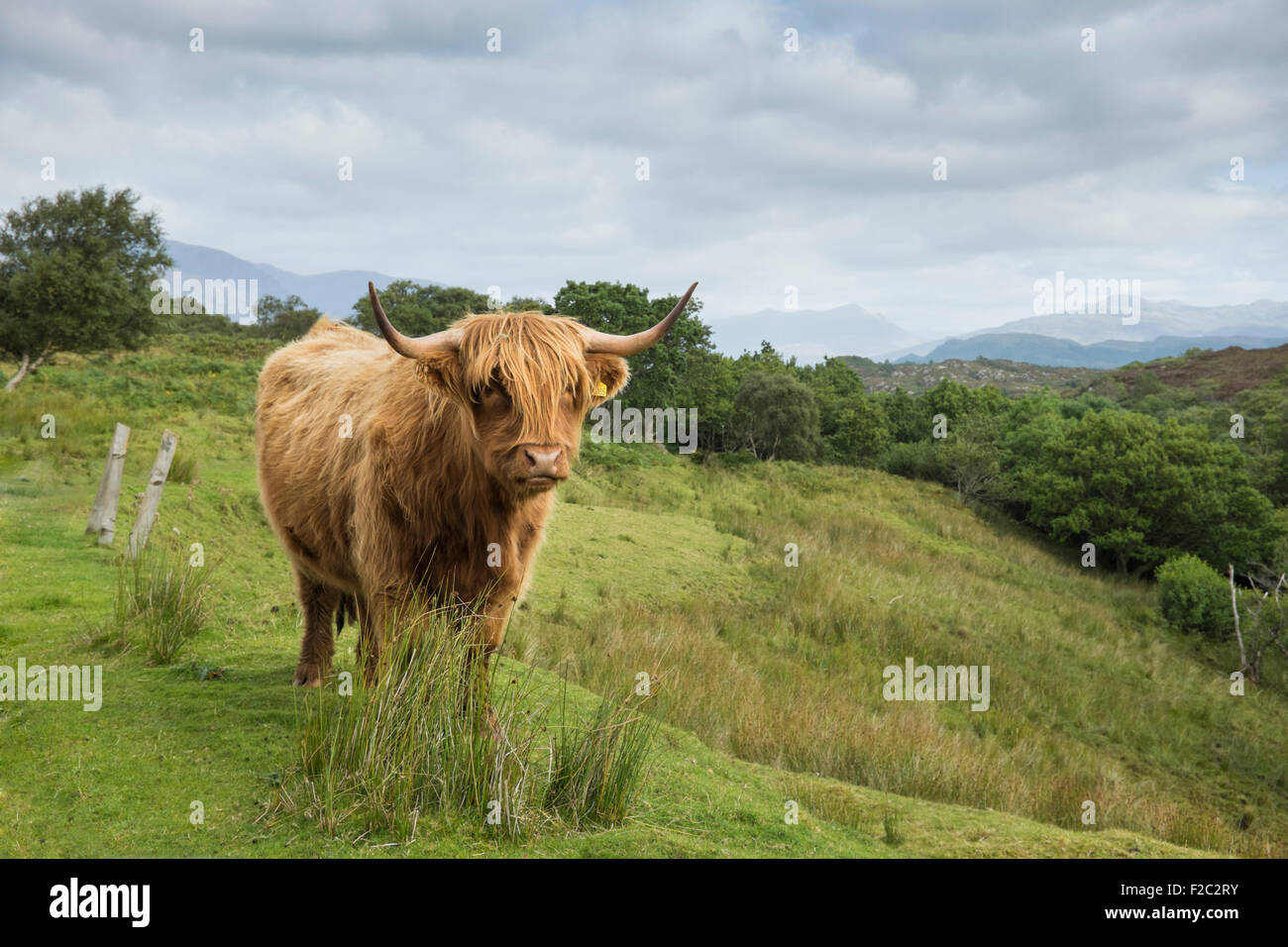 Highland cow near Plockton in the Scottish highlands Stock Photo - Alamy