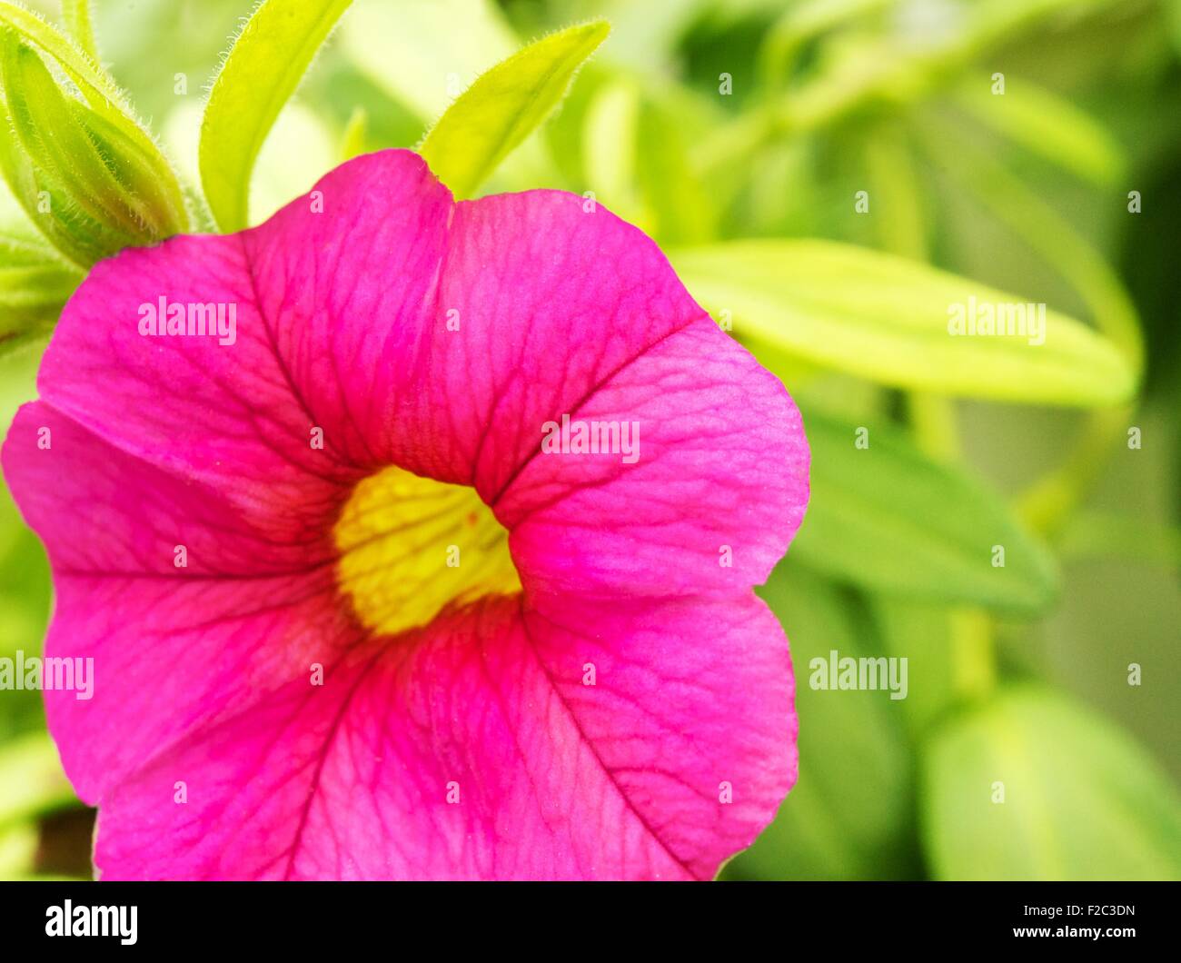 Simple open pink flower hi res stock photography and images Alamy