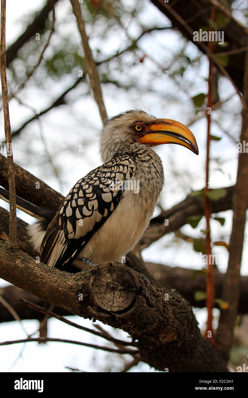 Southern yellow-billed hornbill sitting on a tree Stock Photo