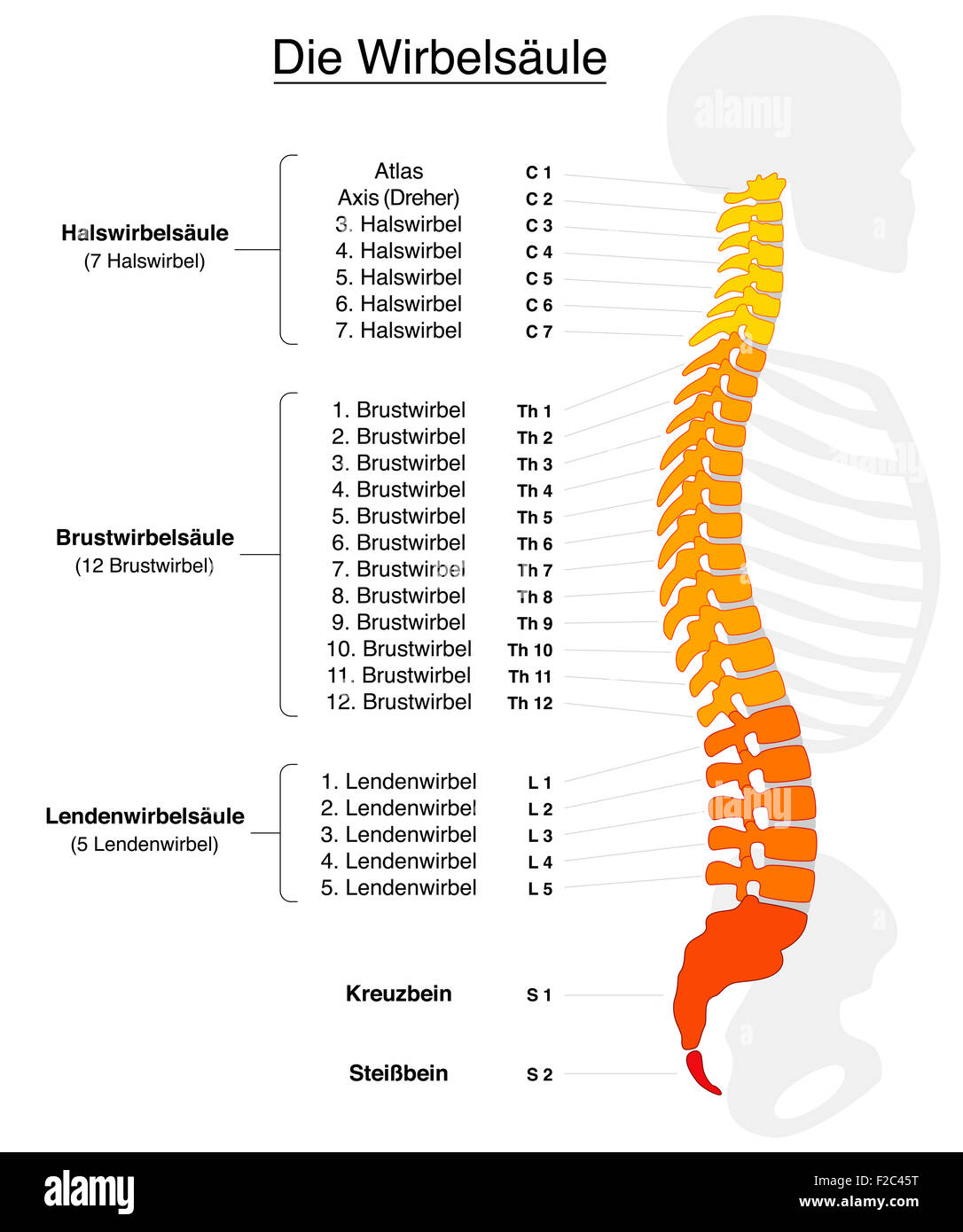Human spine with names and numbers of the vertebras - GERMAN LABELING! Stock Photo