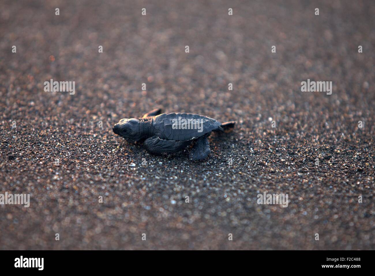 one olive-ridley sea turtle hatchling on a black sand beach Stock Photo