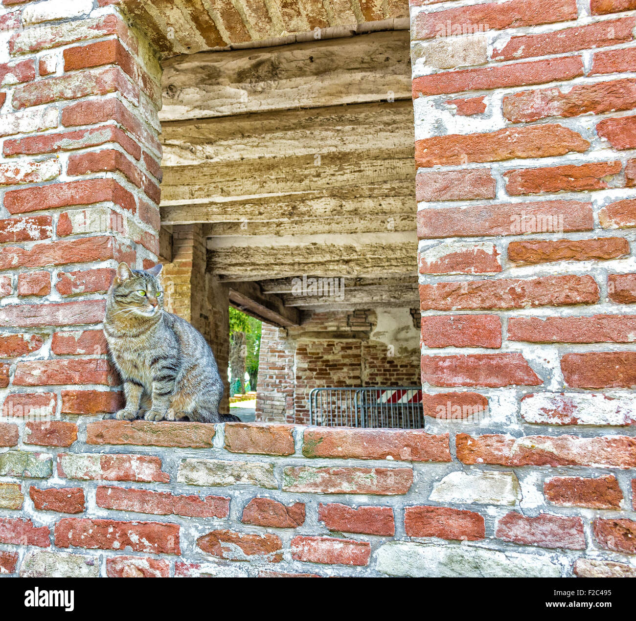 tabby cat on the edge of a window in a brick wall in an old mill in ...
