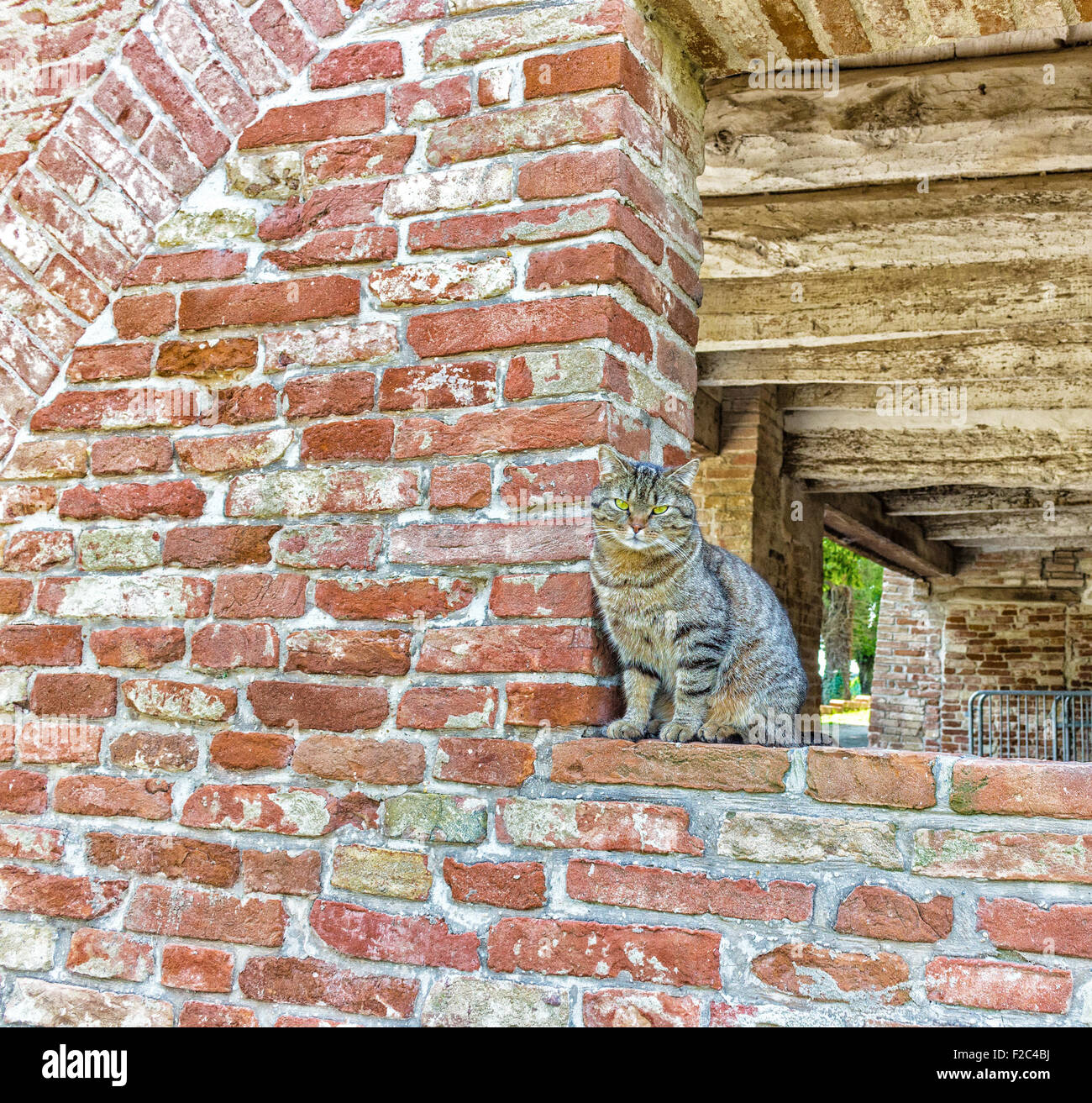 tabby cat on the edge of a window in a brick wall in an old mill in ...
