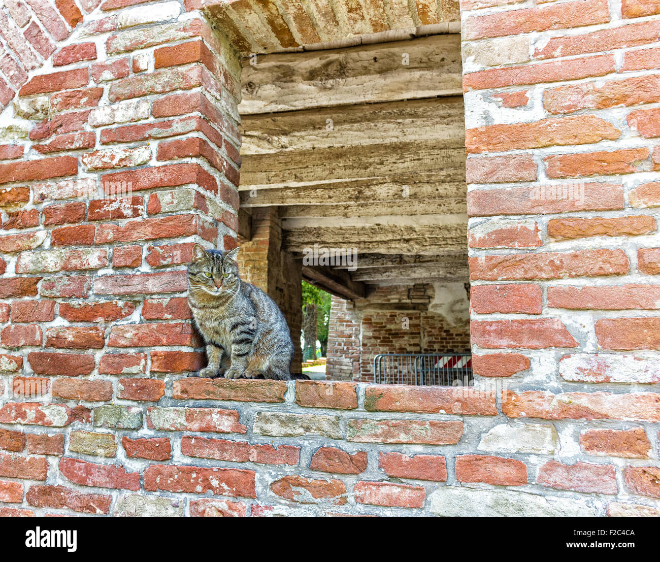 tabby cat on the edge of a window in a brick wall in an old mill in ...