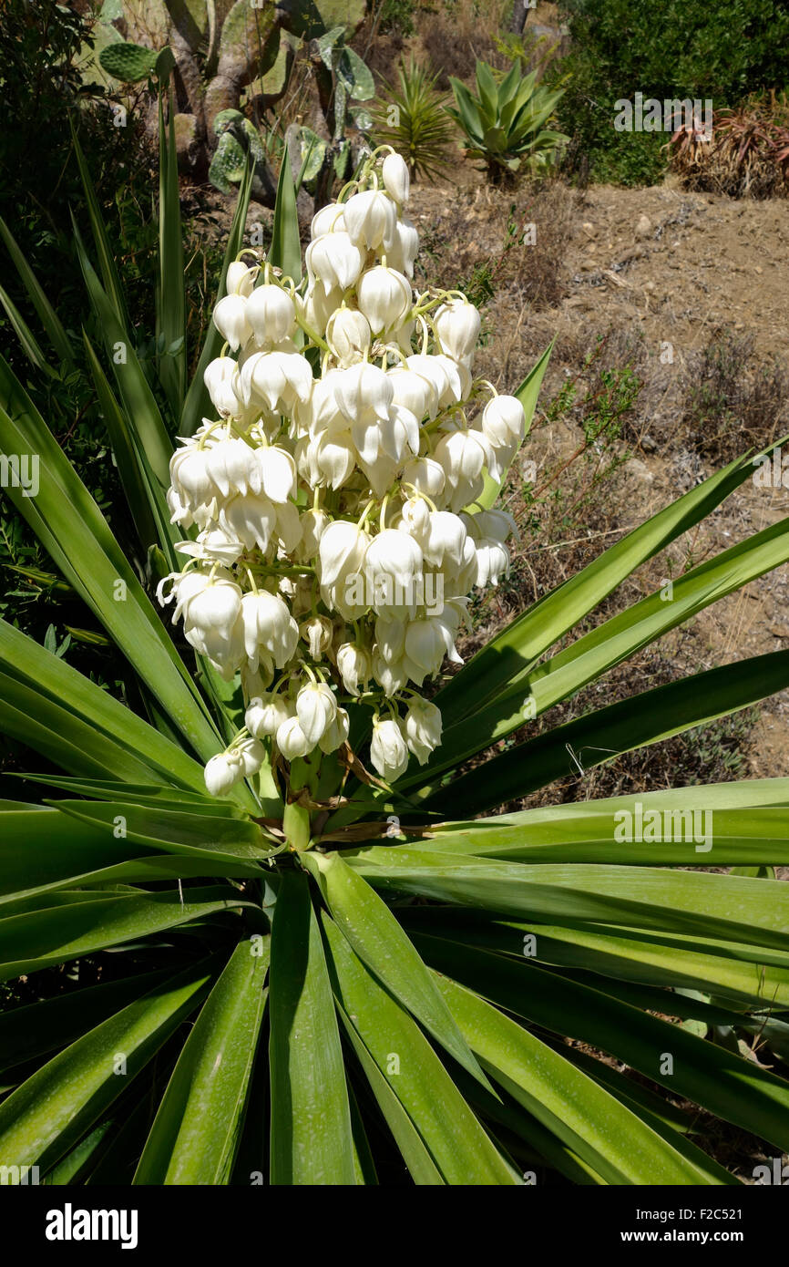 Yucca Elephantipes Flower