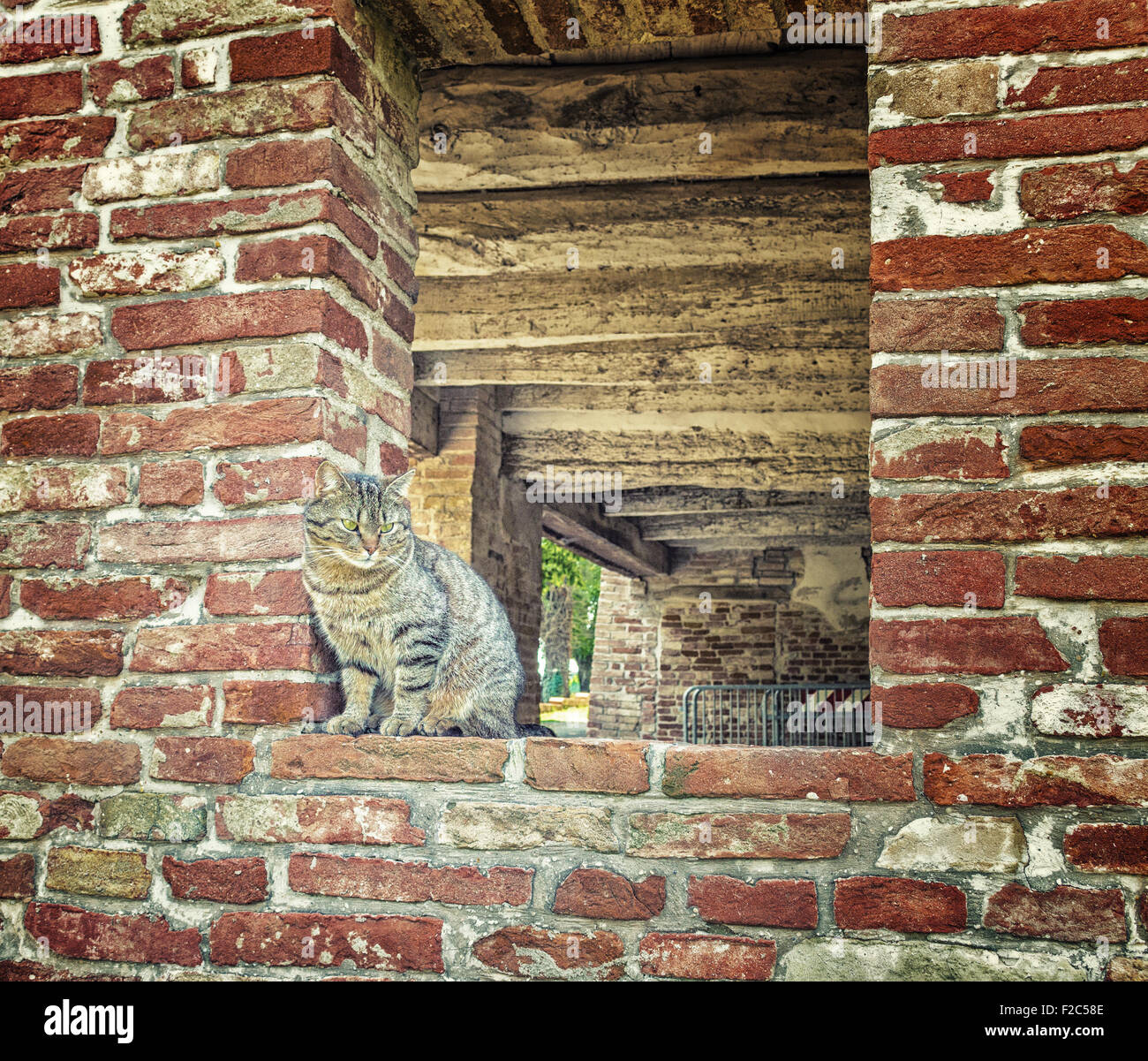 tabby cat on the edge of a window in a brick wall in an old mill in ...