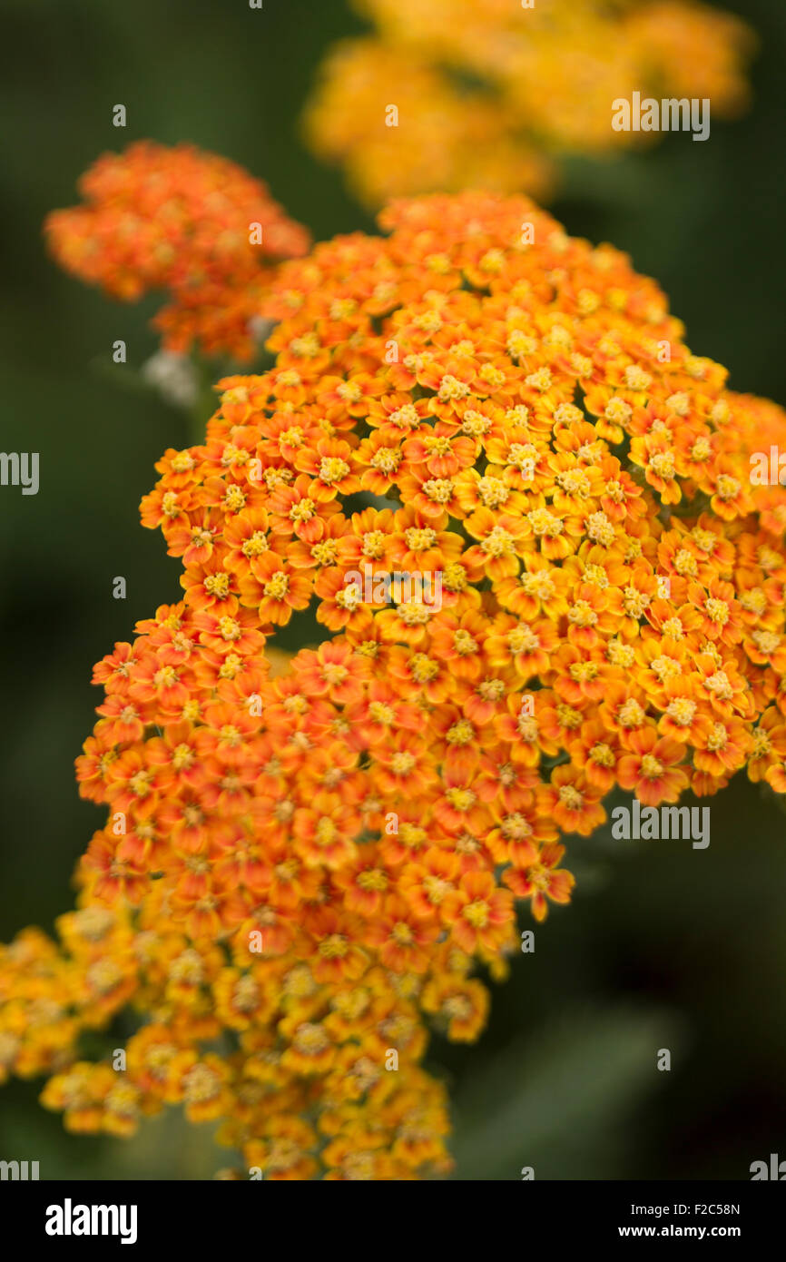 Yarrow Achillea 'Terracotta' Stock Photo Alamy