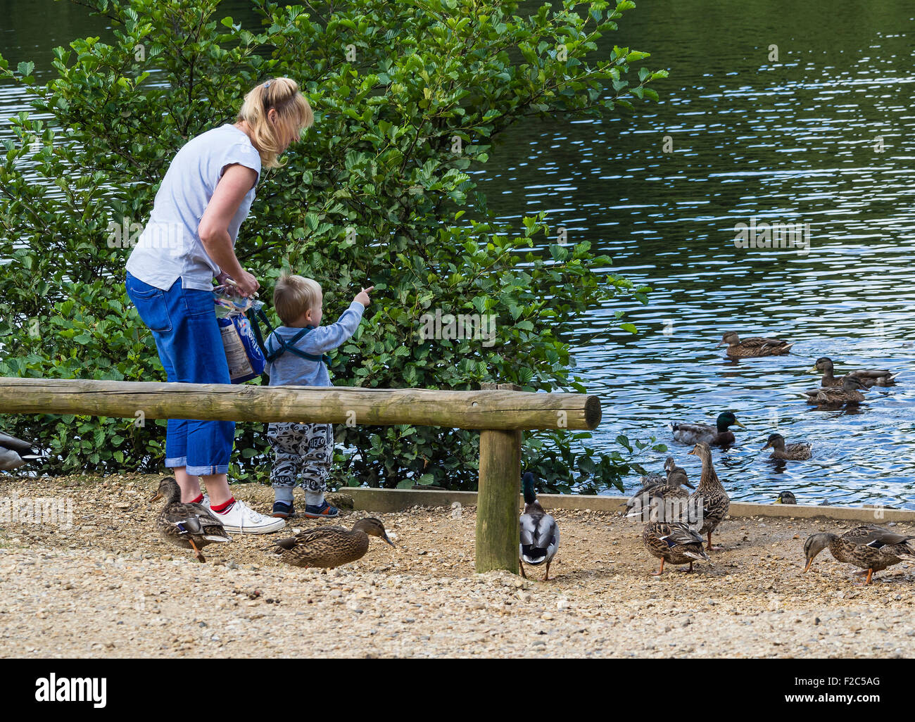 Mother and Child feeding ducks at Eyeworth Pond in The New Forest, Hampshire, England, UK Stock Photo