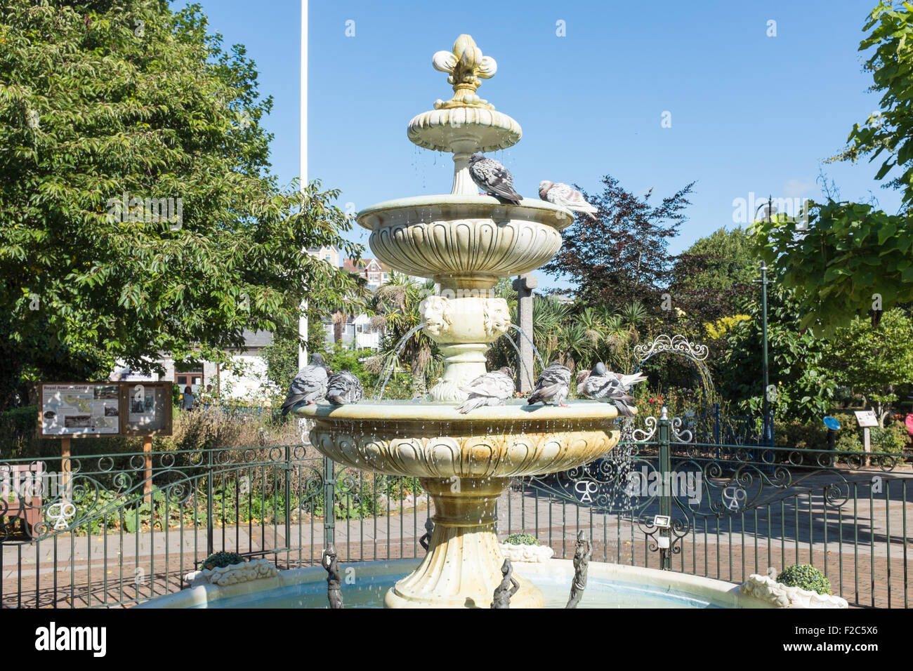 Pigeons bathing in the water fountain in Royal Avenue Gardens in