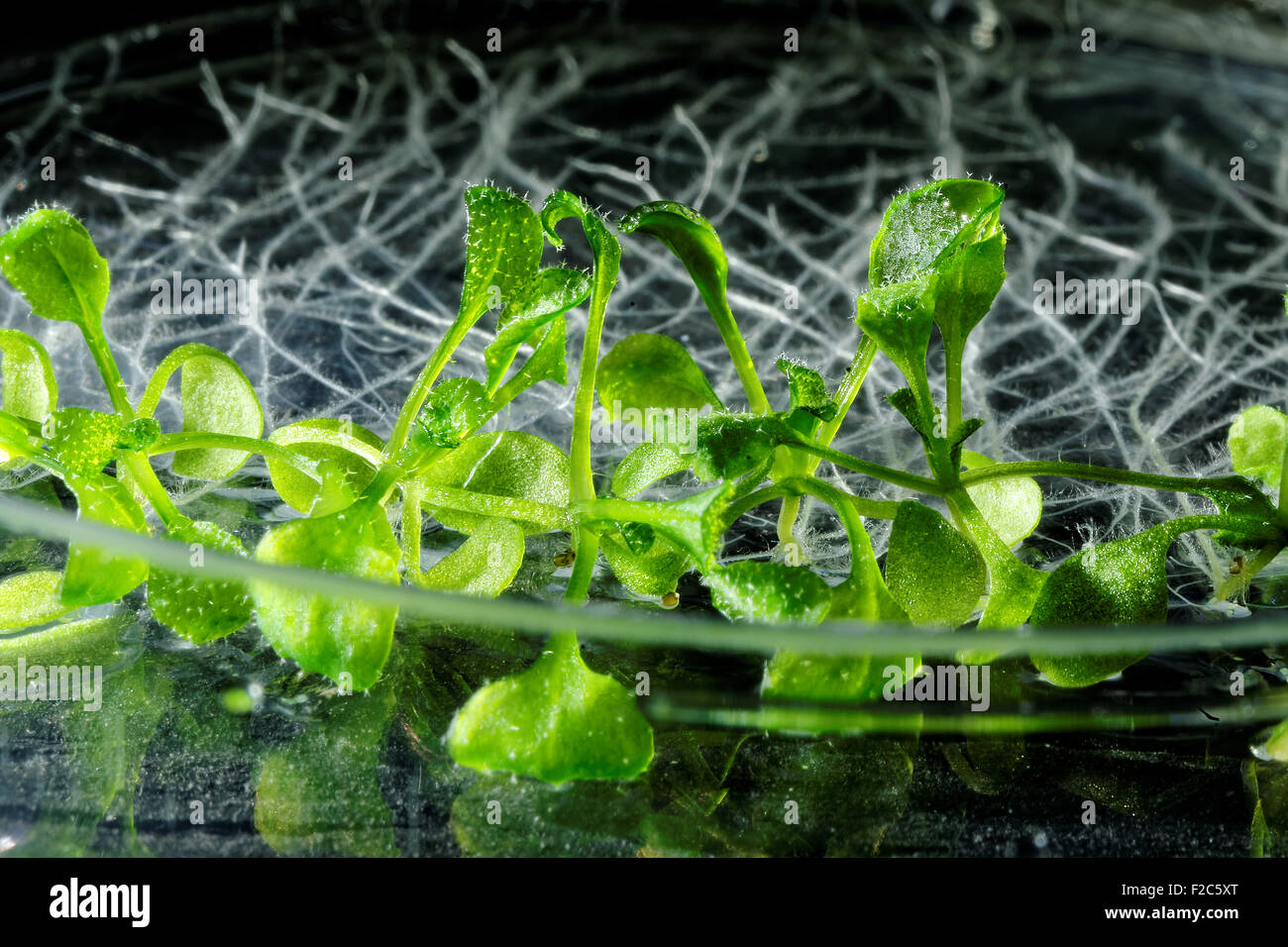 Thale cress (Arabidopsis thaliana) plants growing on a Petri dish. Stock Photo