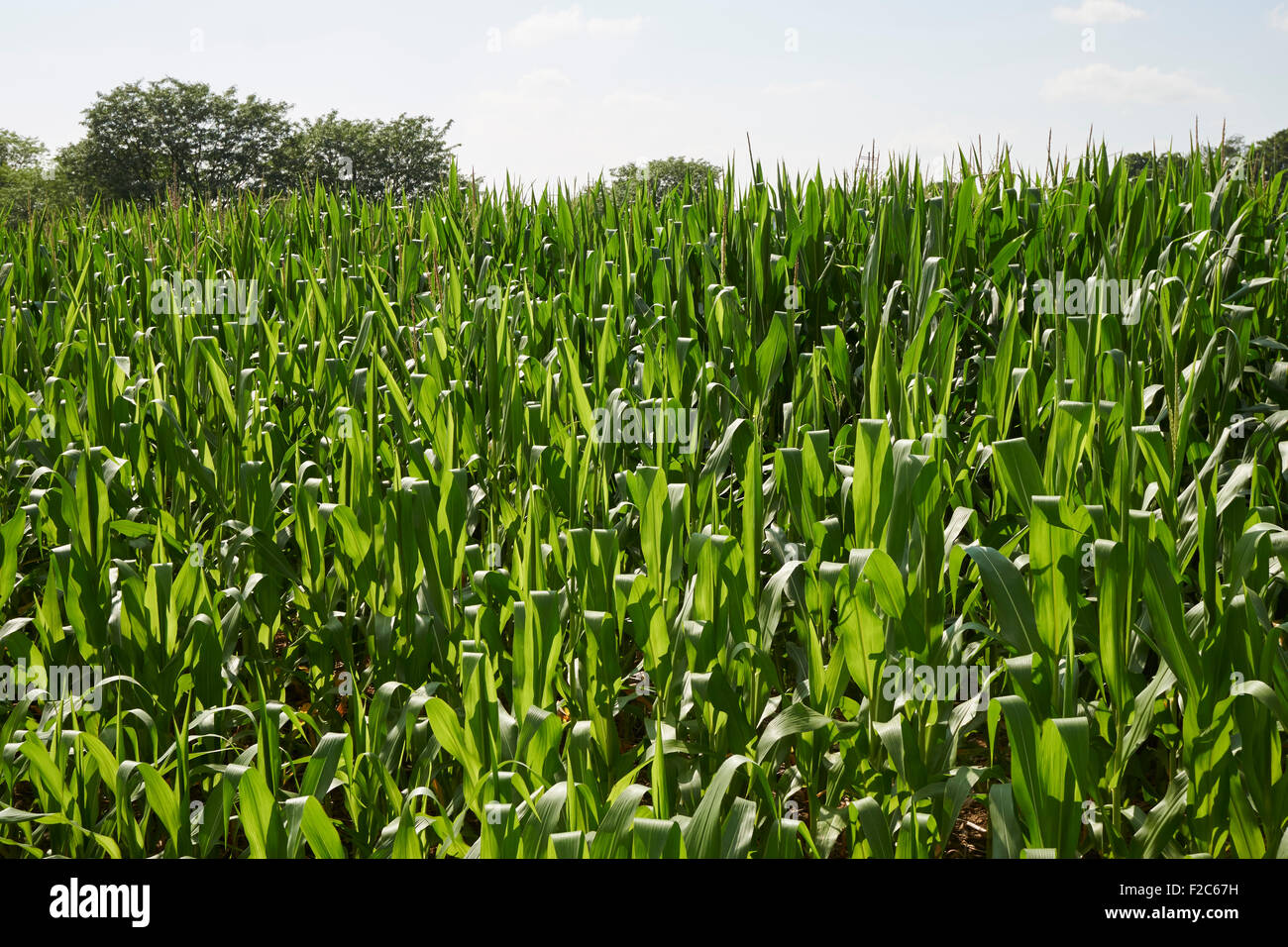 corn growing in Pennsylvania, USA Stock Photo