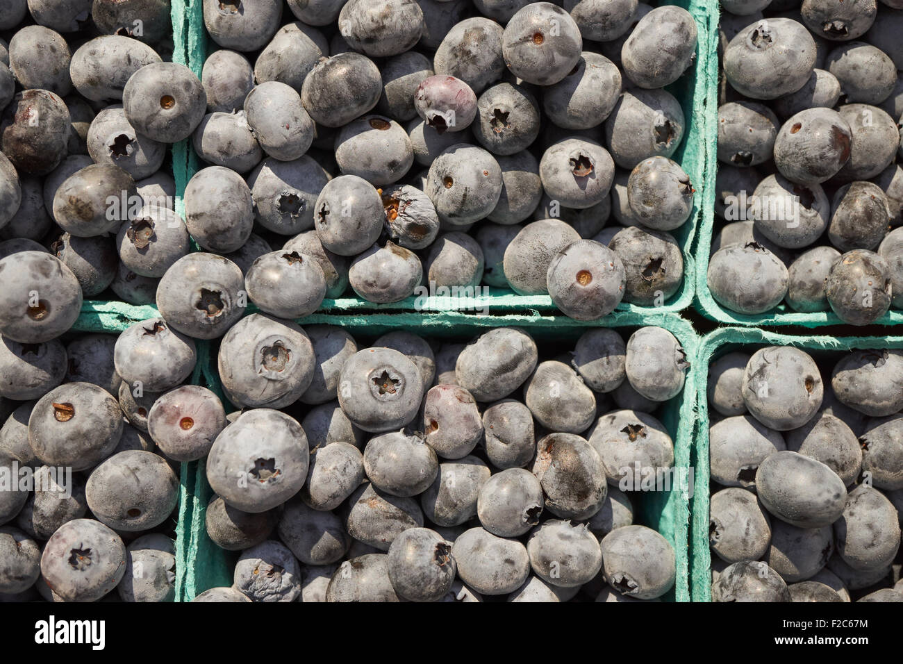 Baskets of fresh blueberries at the Union Square Greenmarket, Manhattan