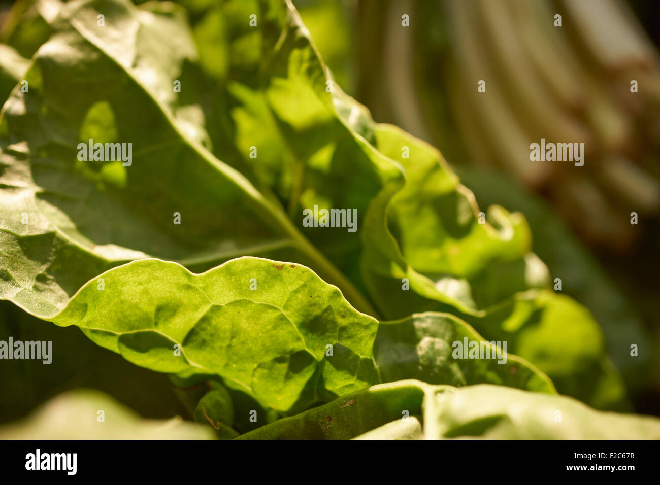 A leaf of green chard at the Union Square Greenmarket, Manhattan, New York City, USA Stock Photo