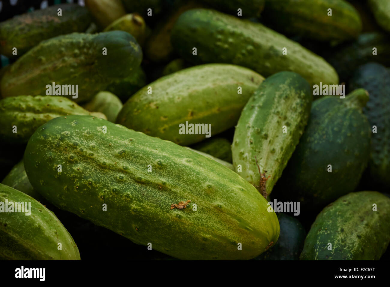 Pickling cucumbers at the Union Square Greenmarket, Manhattan, New York City, USA Stock Photo