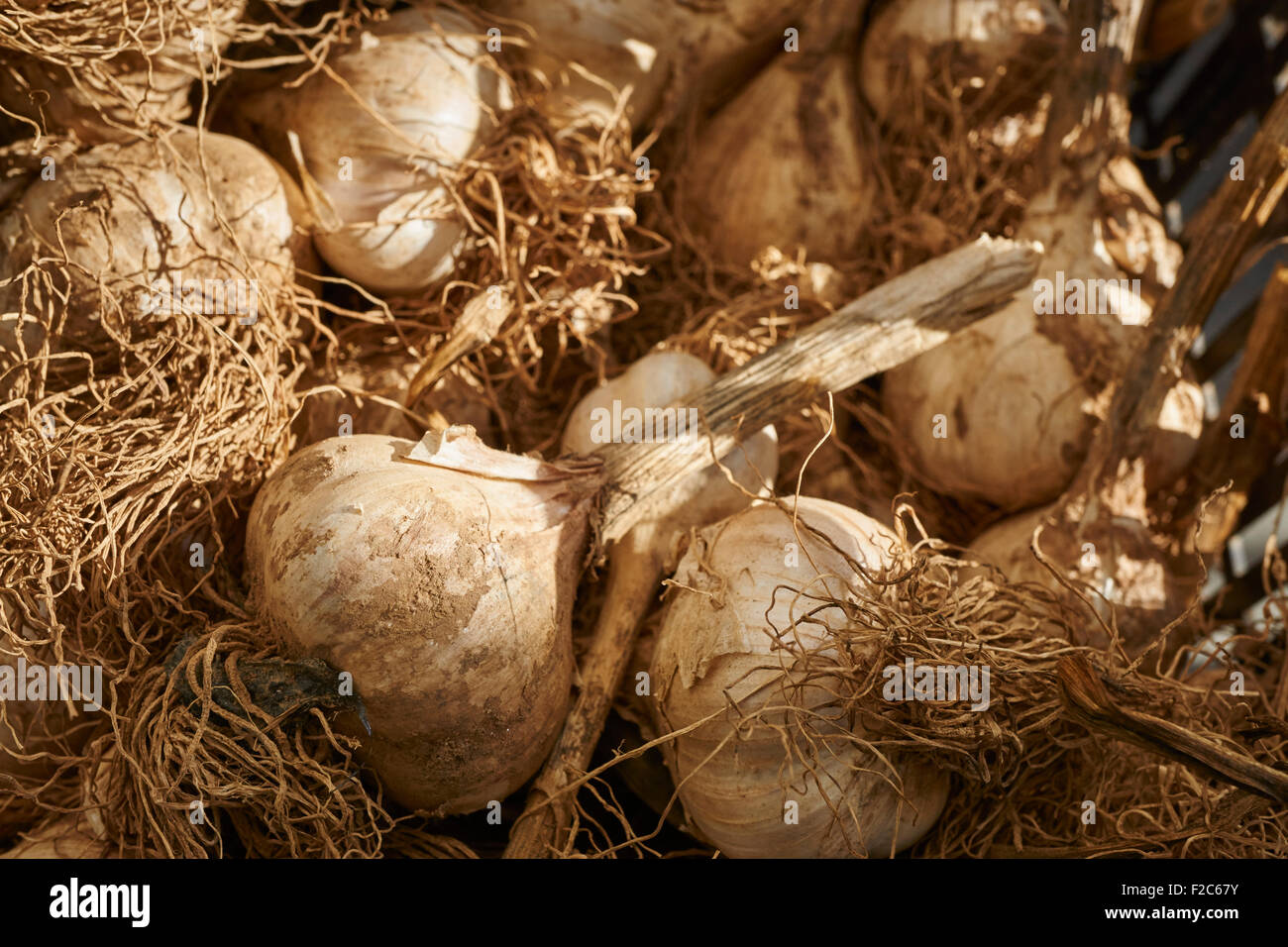 Long neck garlic at the Union Square Greenmarket, Manhattan, New York City, USA Stock Photo
