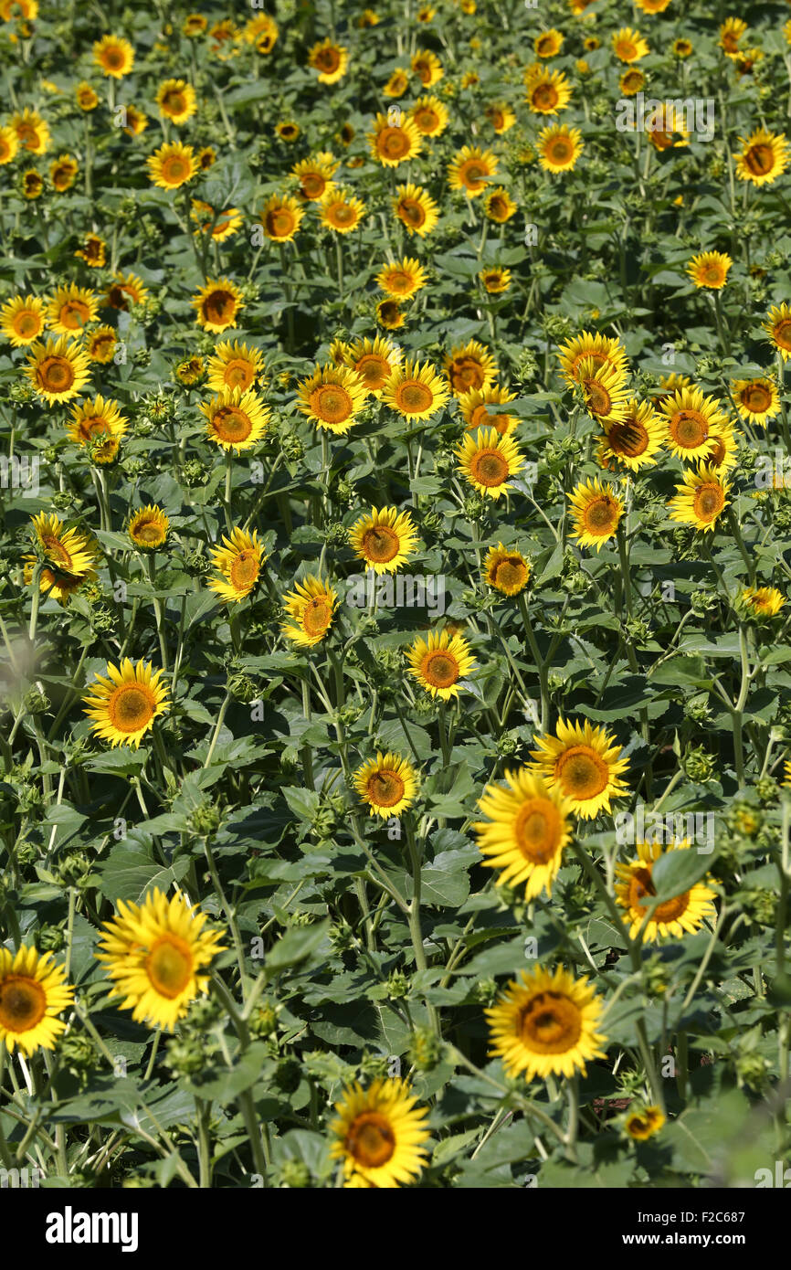 Single Sunflowers flower in Southern France Stock Photo 87549511 Alamy