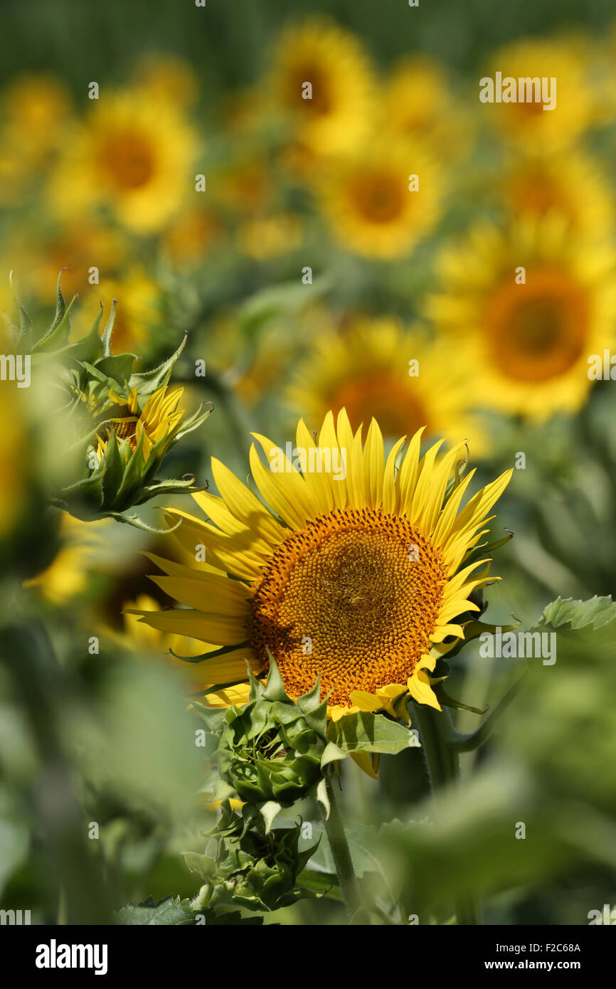 Detail of single Sunflower growing in a field in south west France Stock Photo