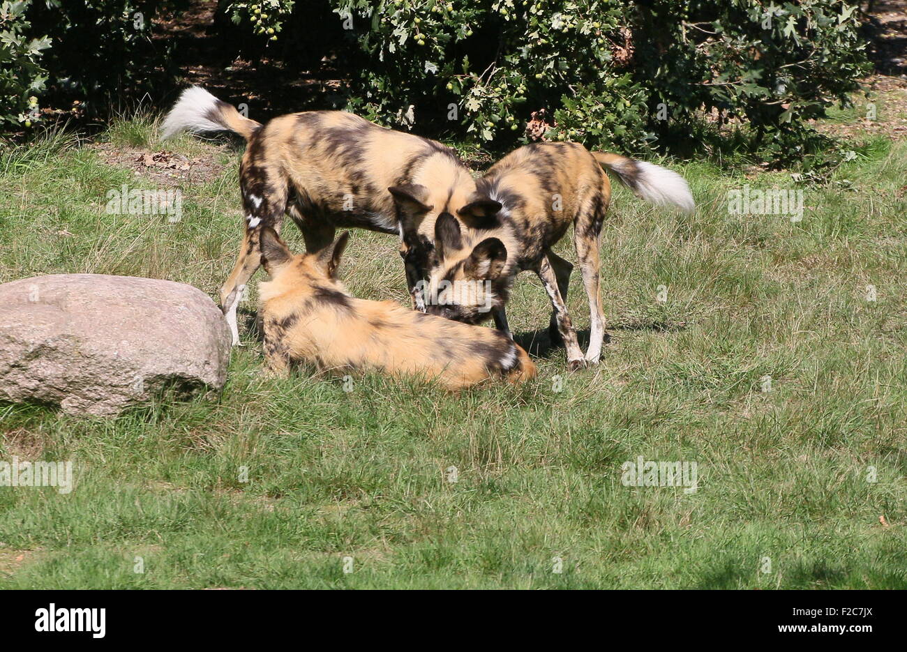 Pack of African wild dogs (Lycaon pictus) Stock Photo