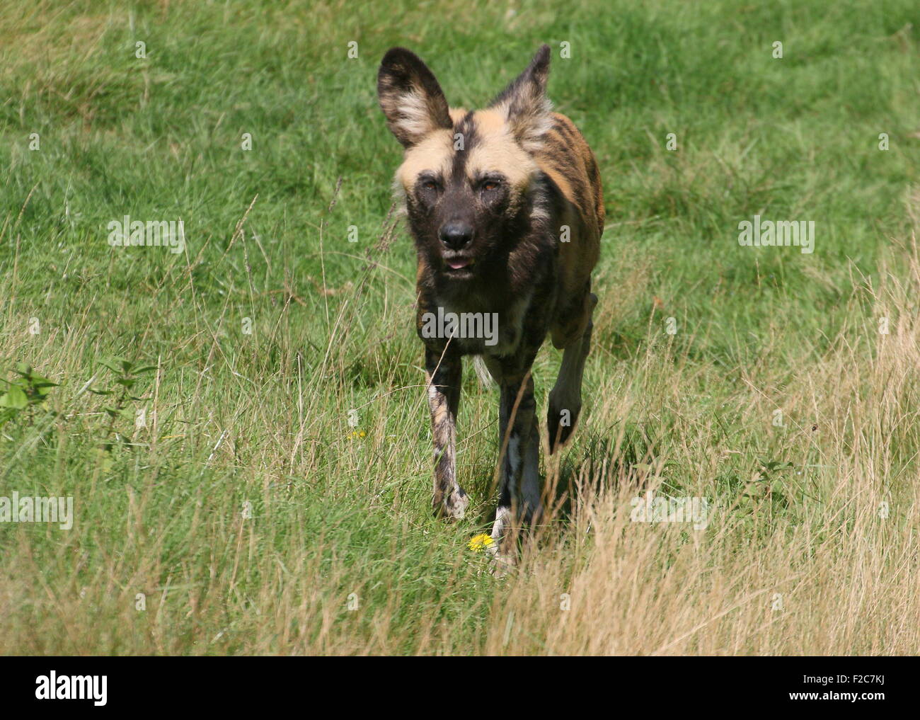 African wild dog (Lycaon pictus Stock Photo Alamy
