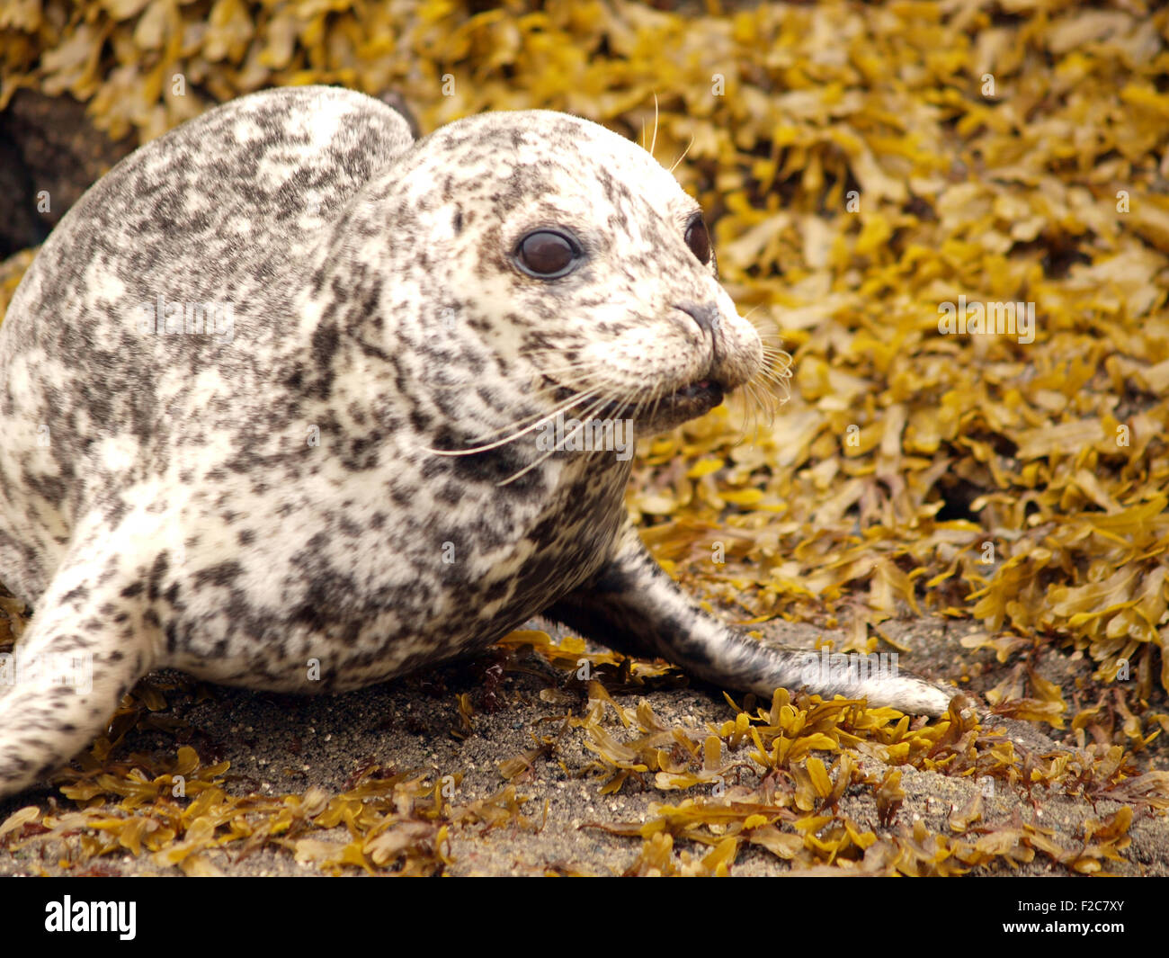 Pacific Harbour Seals (Phoca vitulina richardii), Desolation Sound, British Columbia, Canada Stock Photo