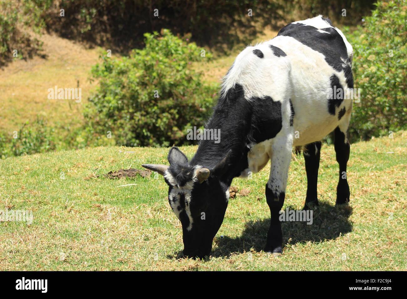 A Holstein Bull in a pasture on a farm in Cotacachi, Ecuador Stock Photo