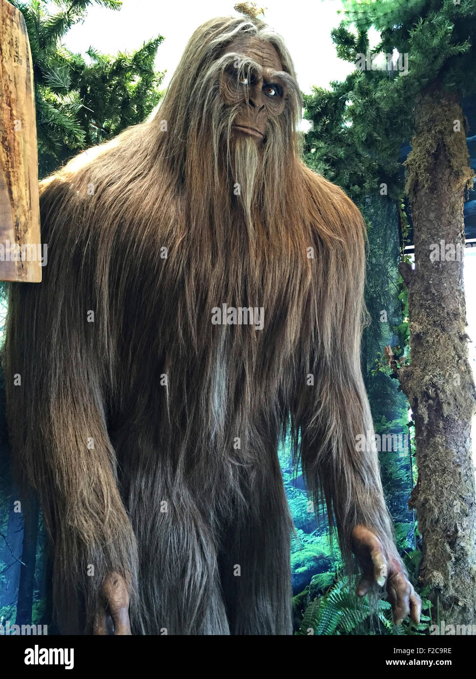 Big Foot or Sasquatch on display at the Ripley's Museum May 24, 2015 in Newport, Oregon. Stock Photo