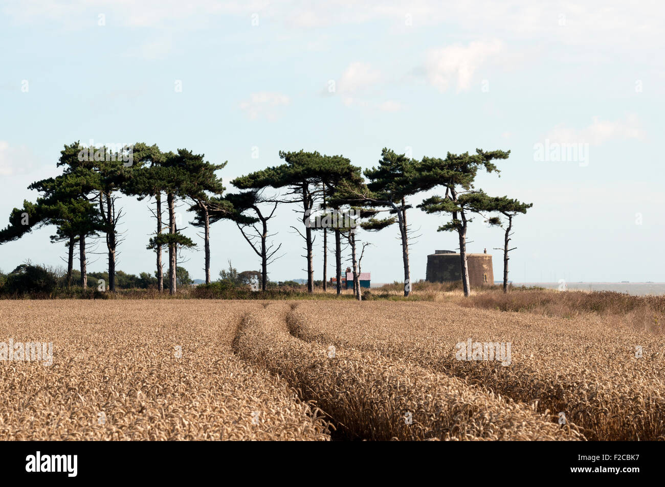 Fur trees, East Lane, Bawdsey, Suffolk, UK. Stock Photo