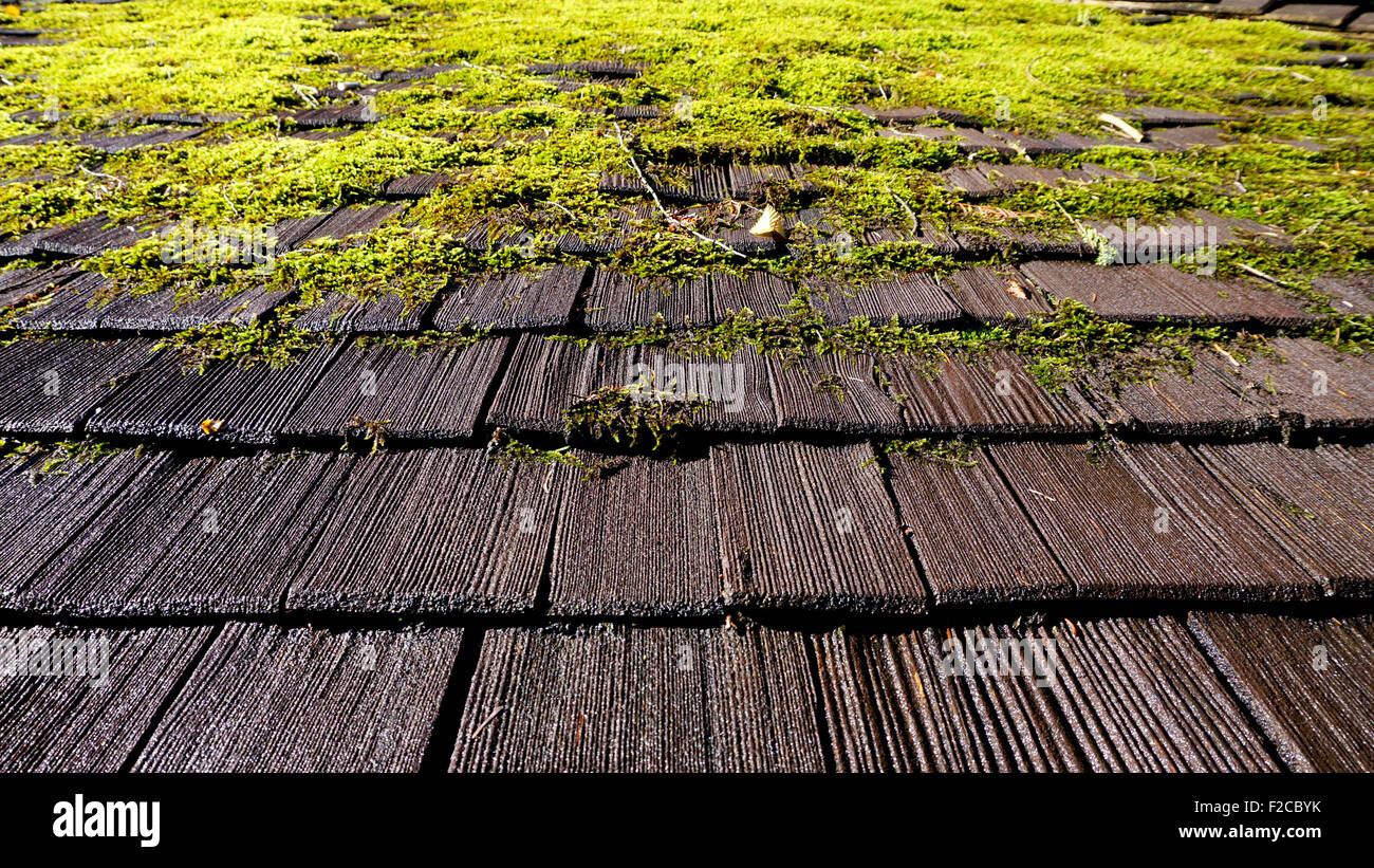 moss on the roof tiles  background Stock Photo