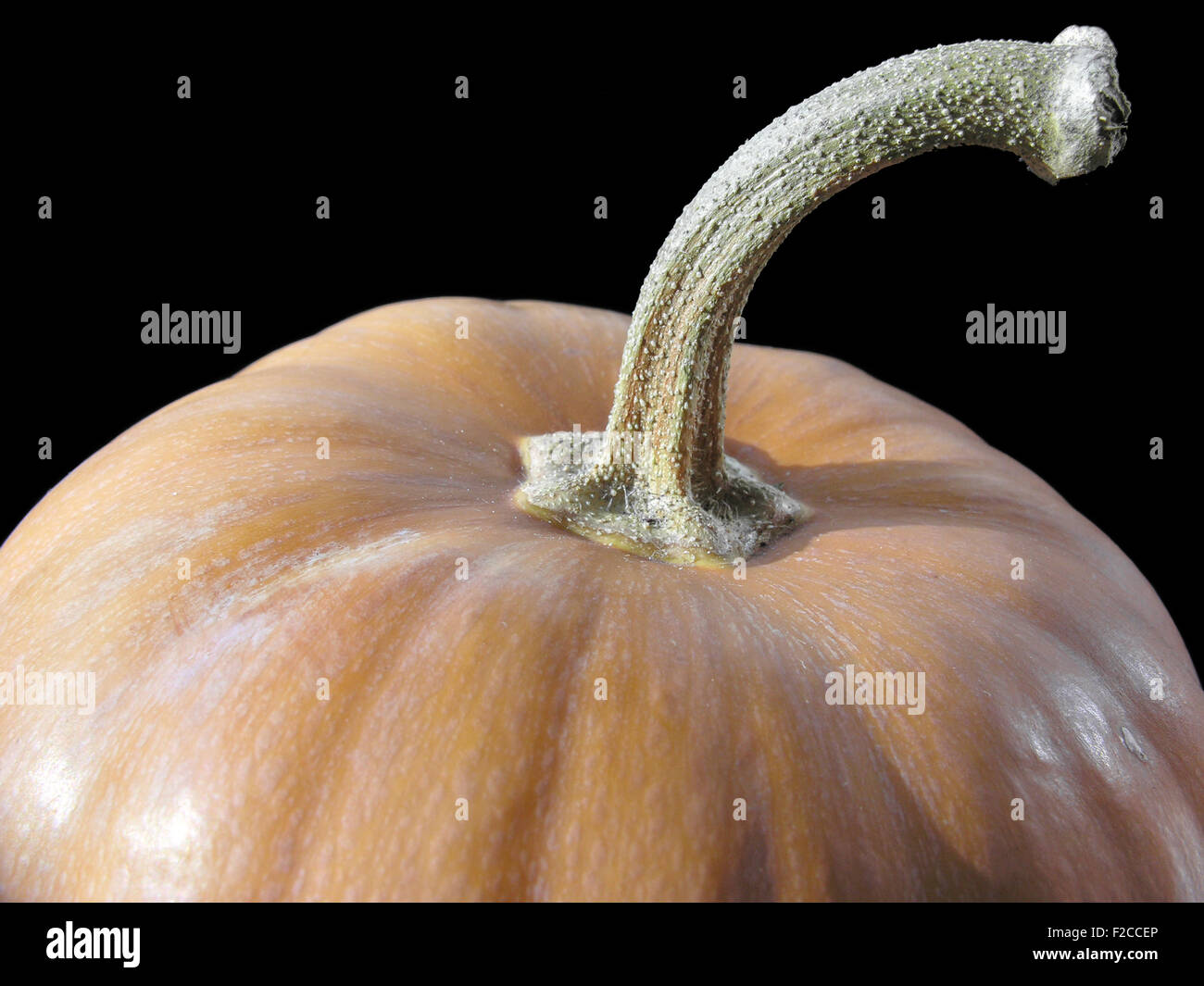 close-up of pumpkin isolated on black Stock Photo