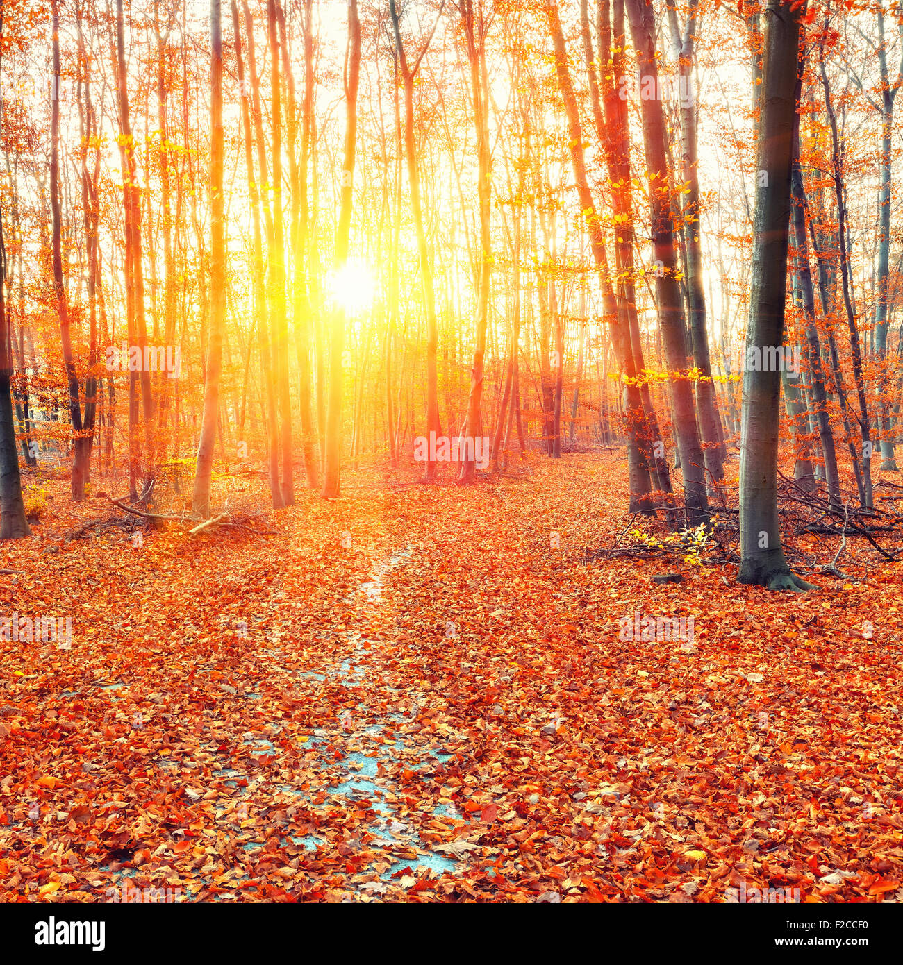 Sunset in the autumn forest Stock Photo - Alamy